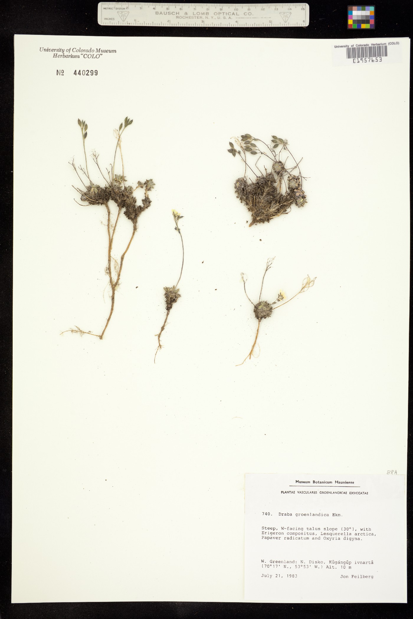 Draba groenlandica image