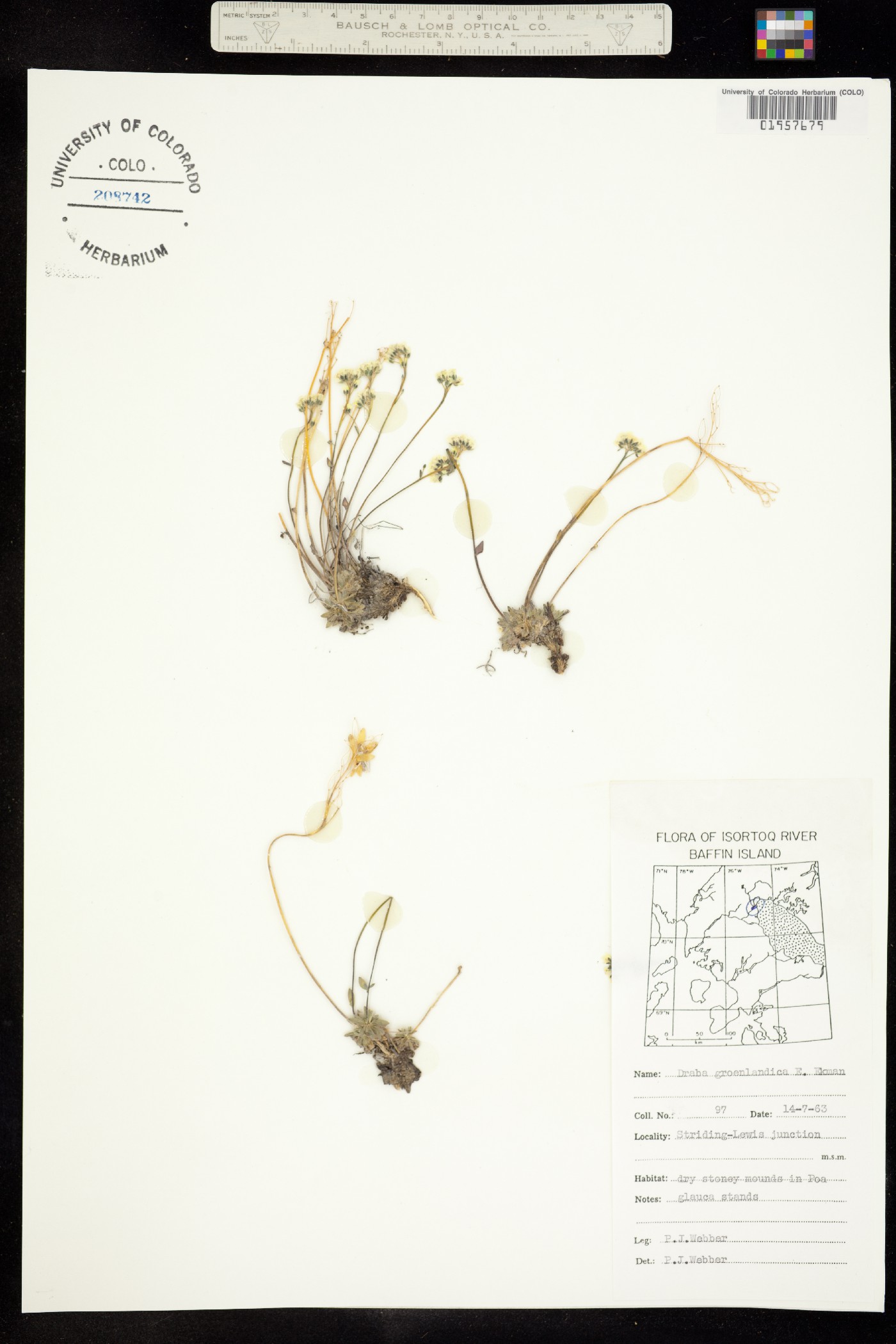 Draba oblongata image