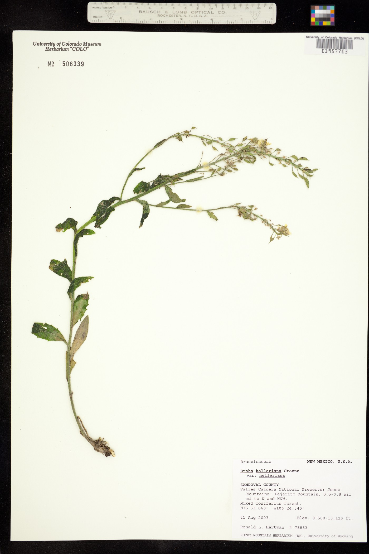 Draba helleriana image