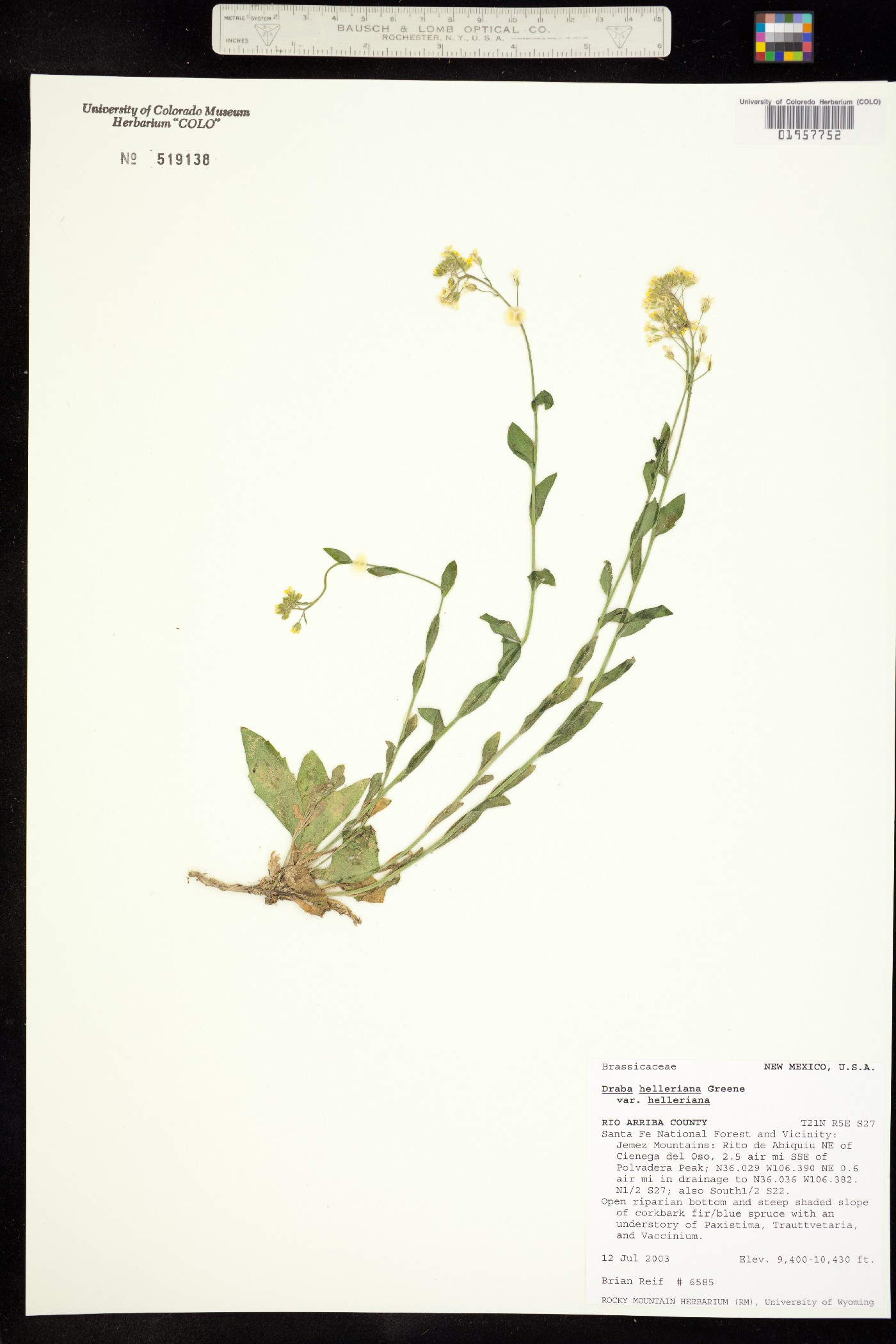 Draba helleriana image