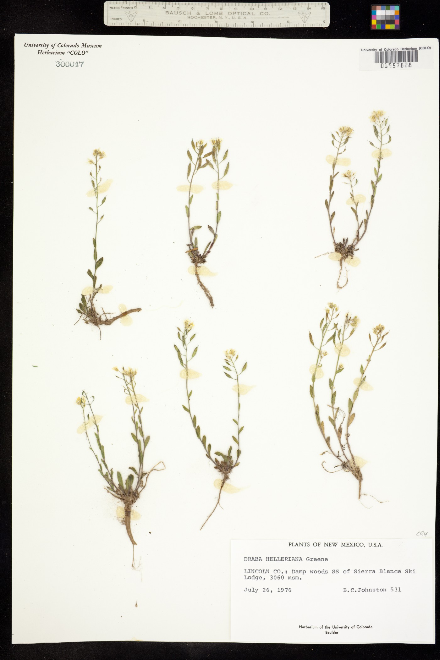 Draba helleriana image