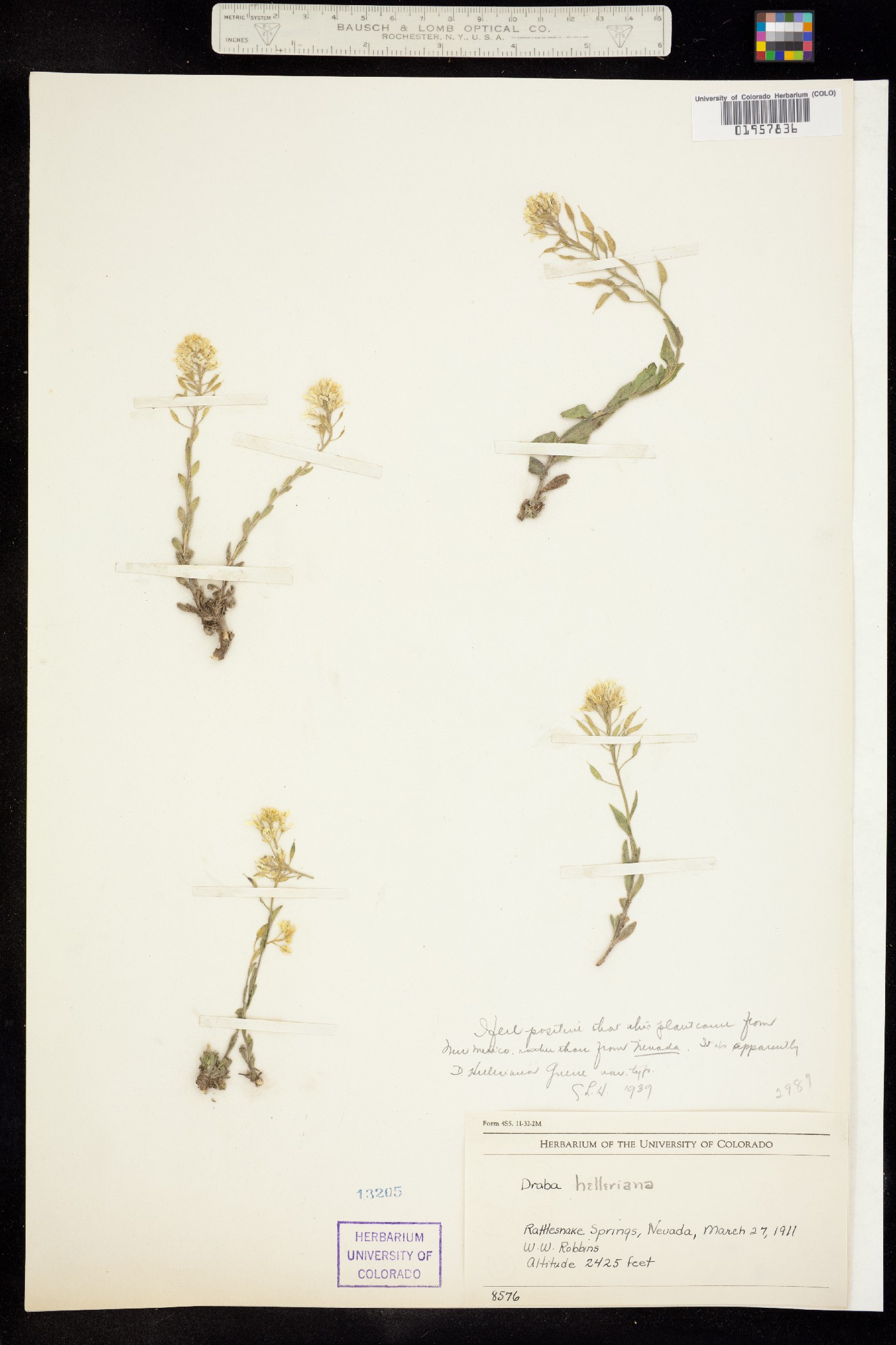 Draba helleriana image