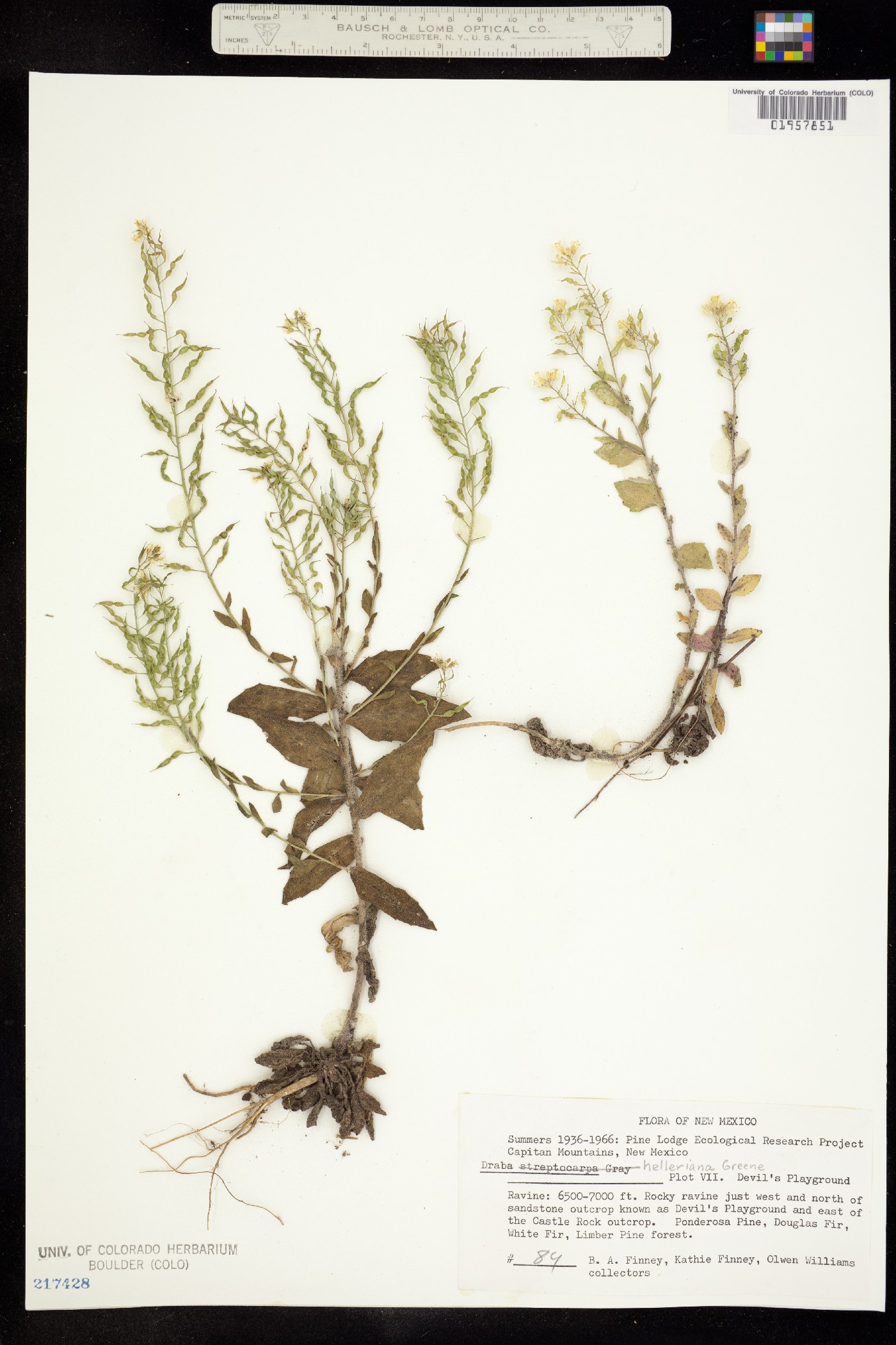 Draba helleriana image