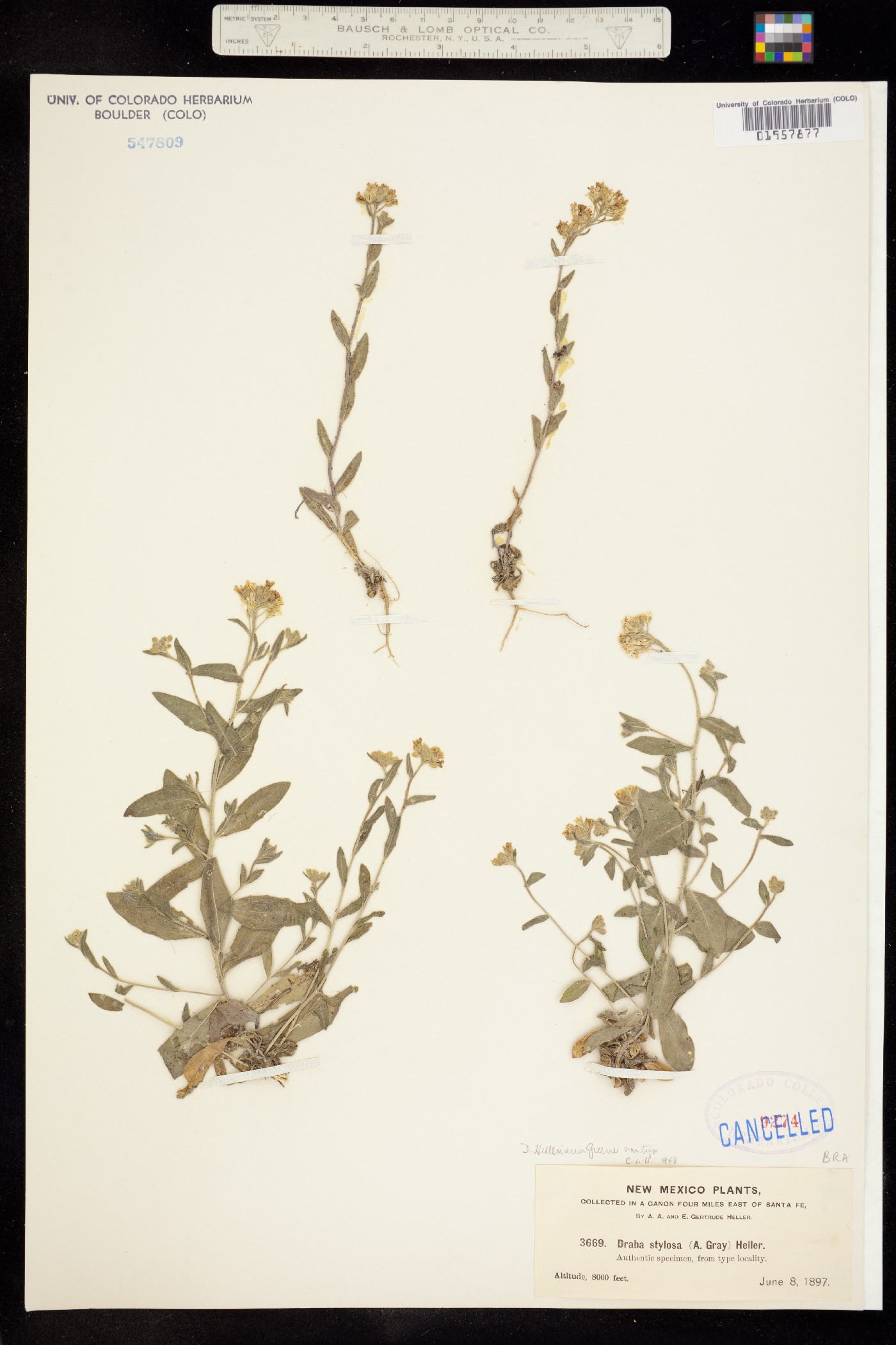 Draba helleriana image
