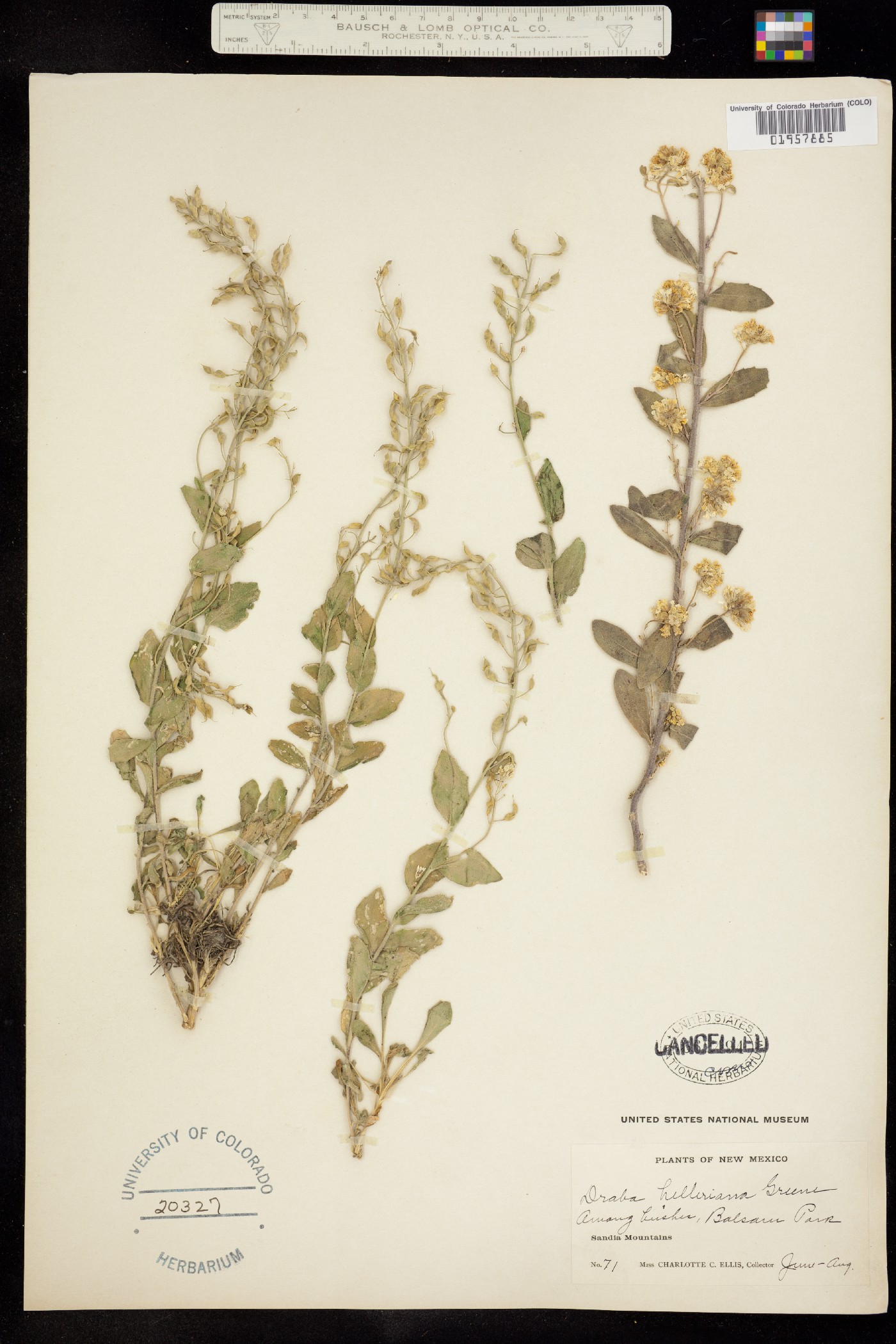 Draba helleriana image