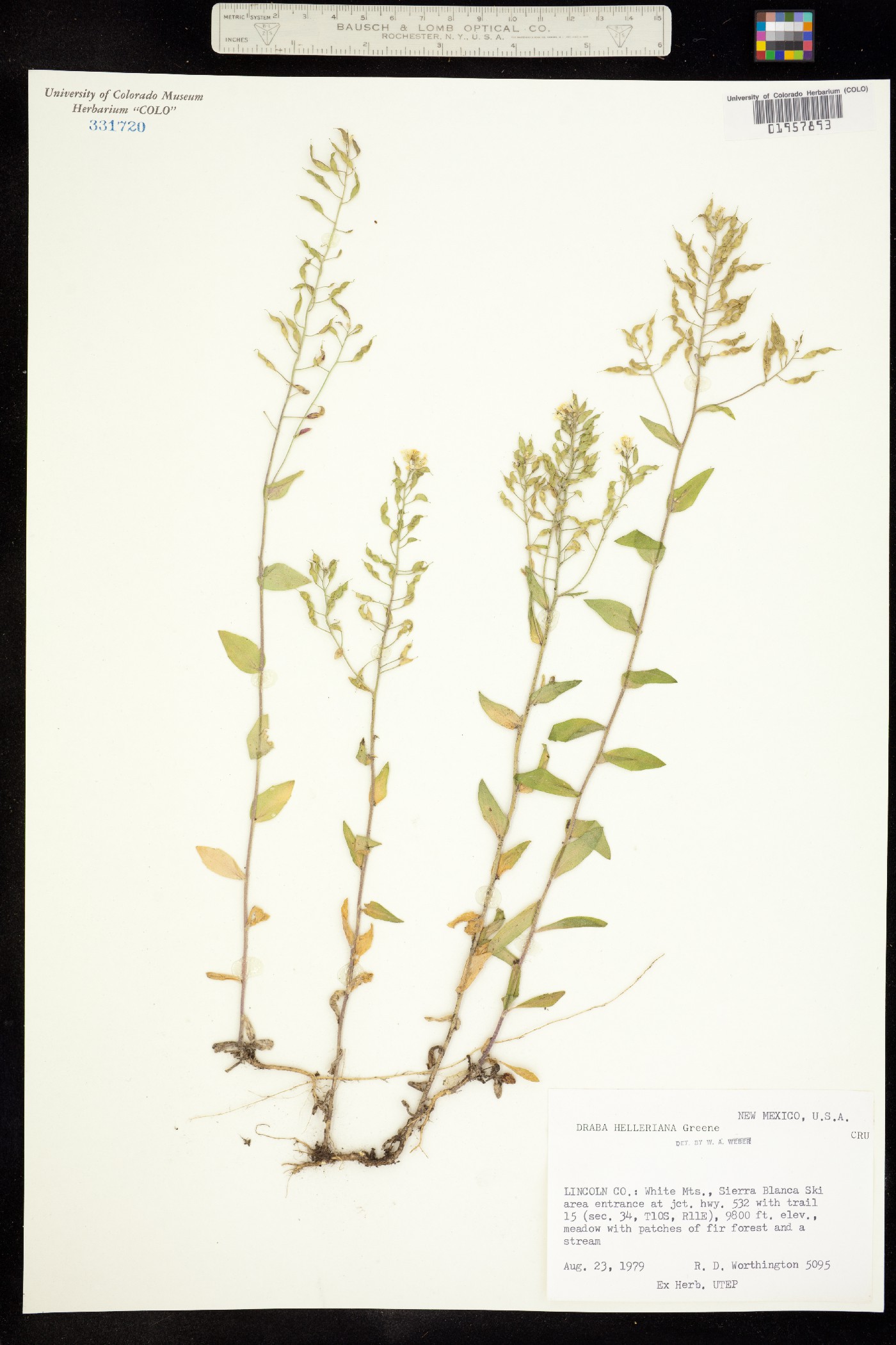 Draba helleriana image