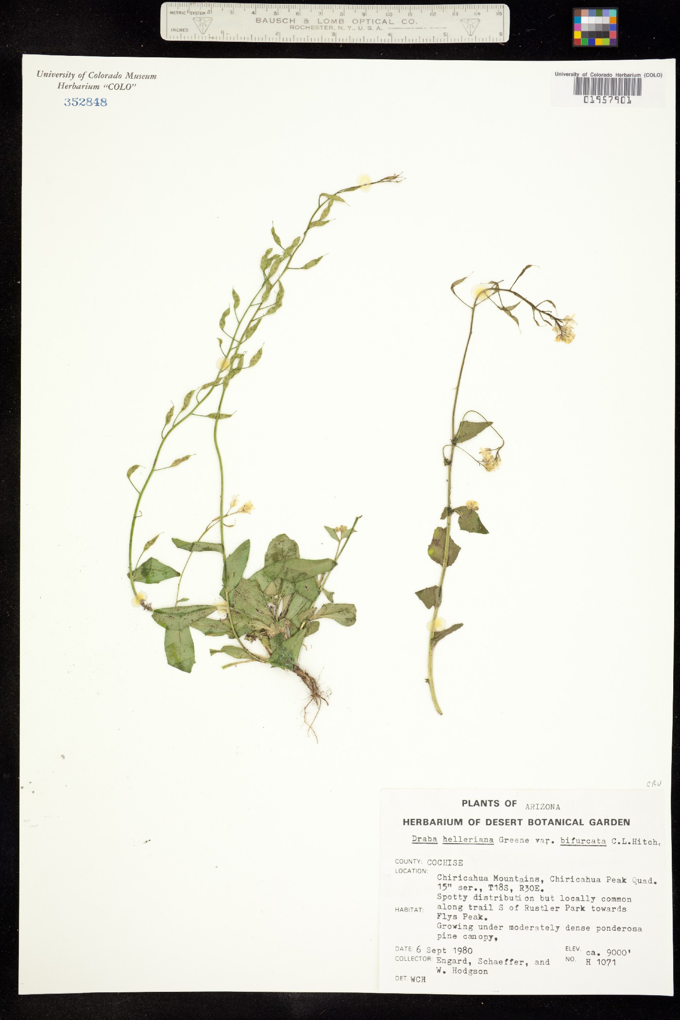 Draba helleriana image