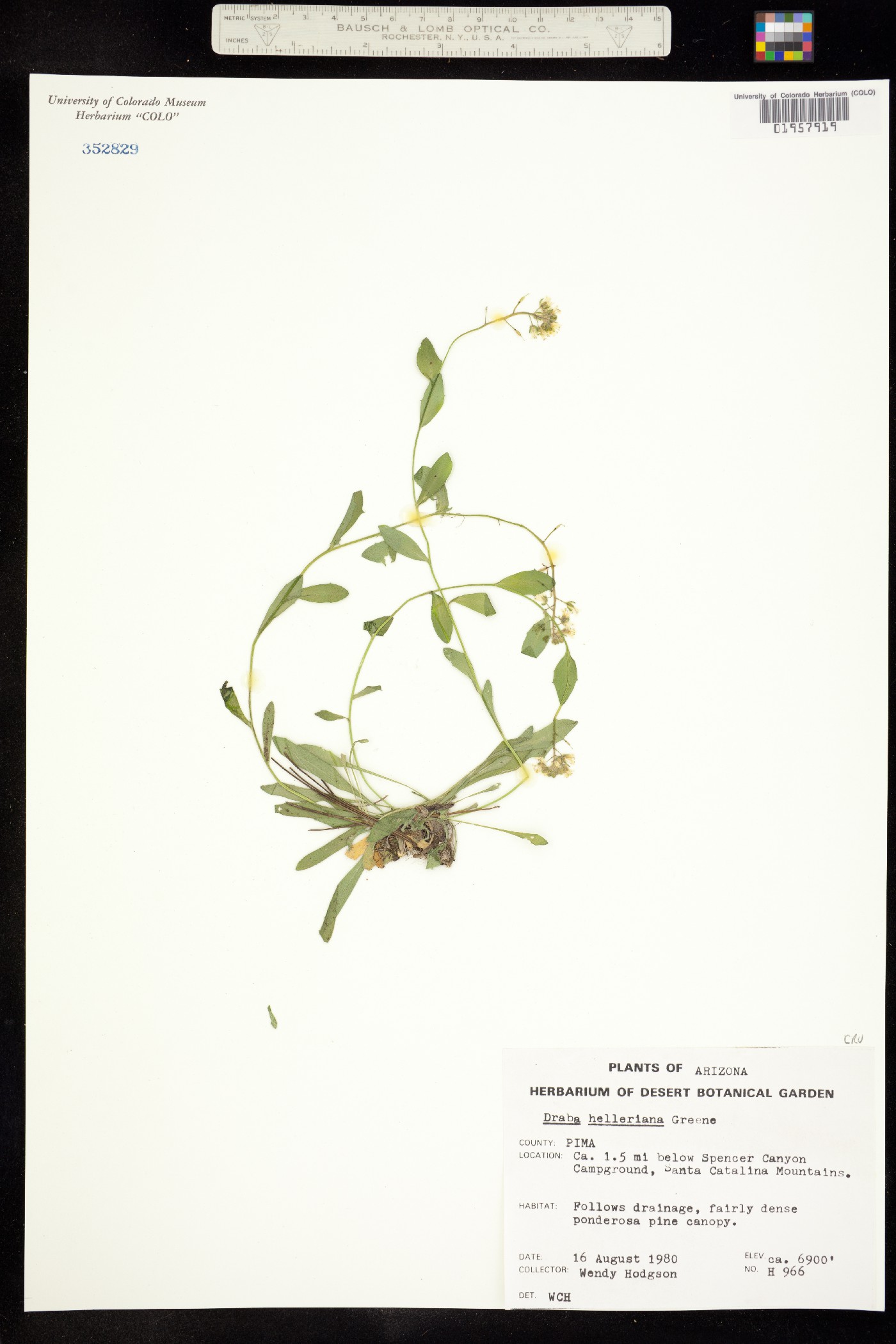 Draba helleriana image