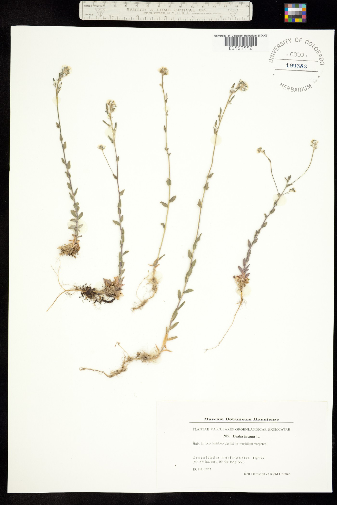 Draba incana image