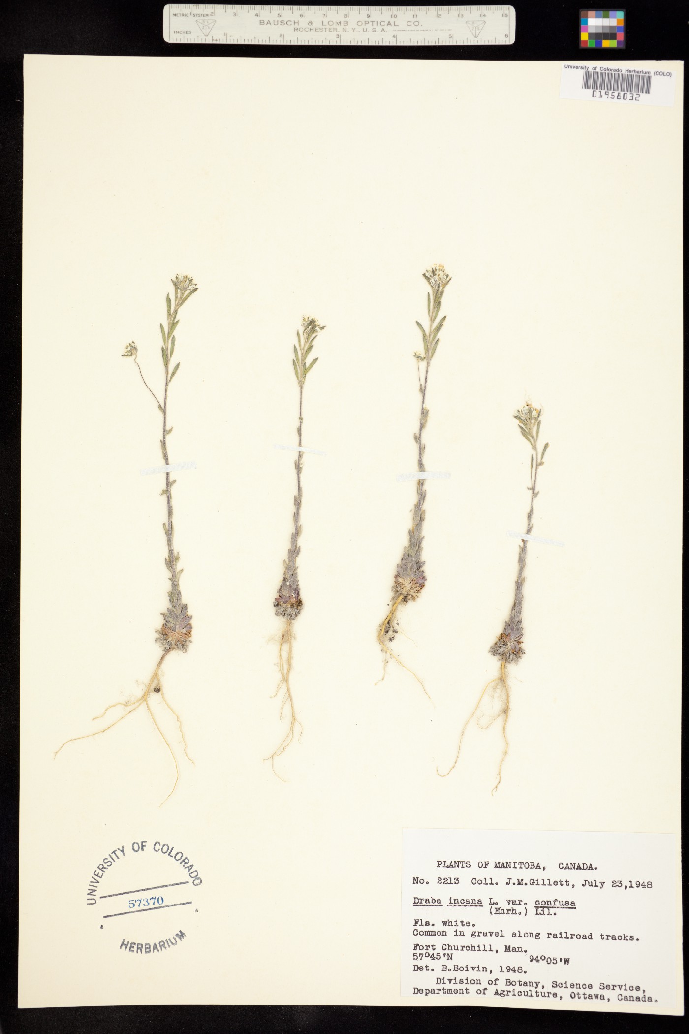 Draba incana image