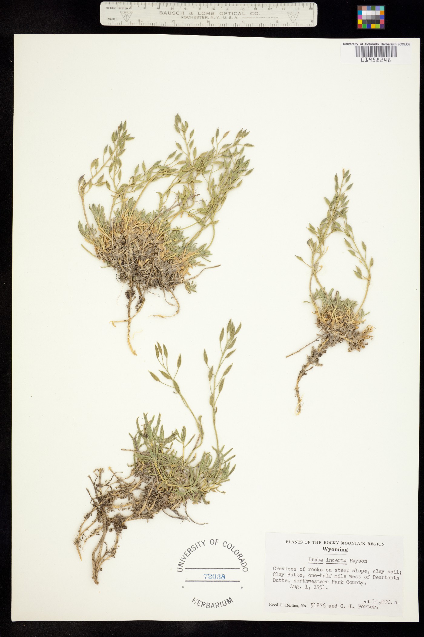 Draba incerta image