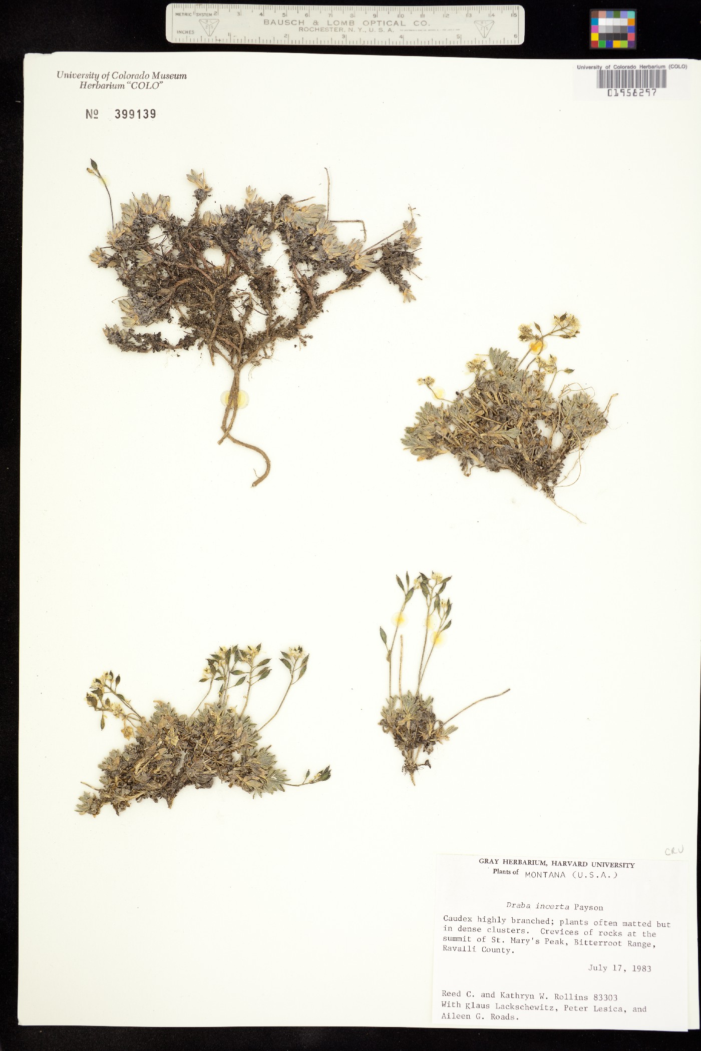 Draba incerta image