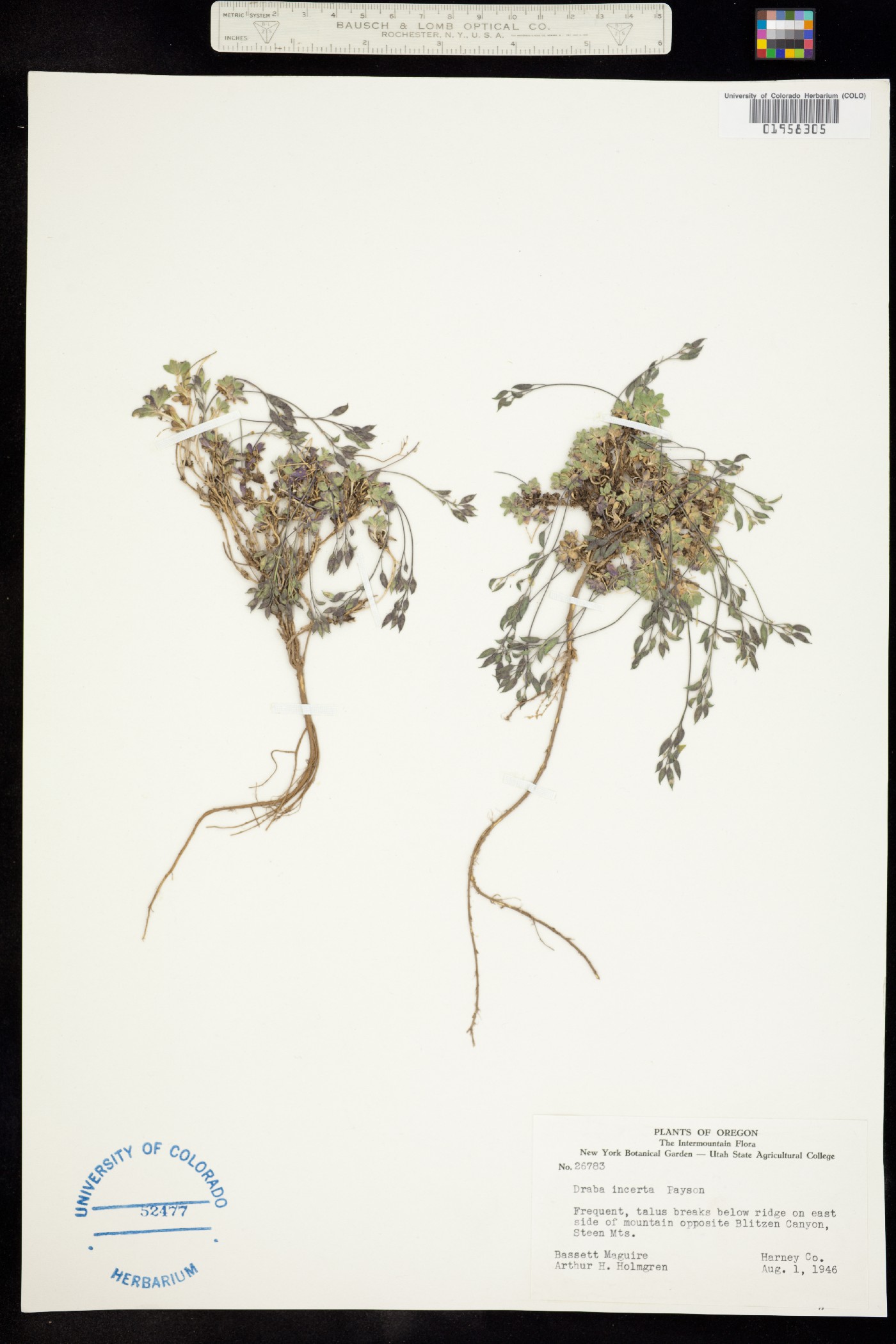 Draba incerta image