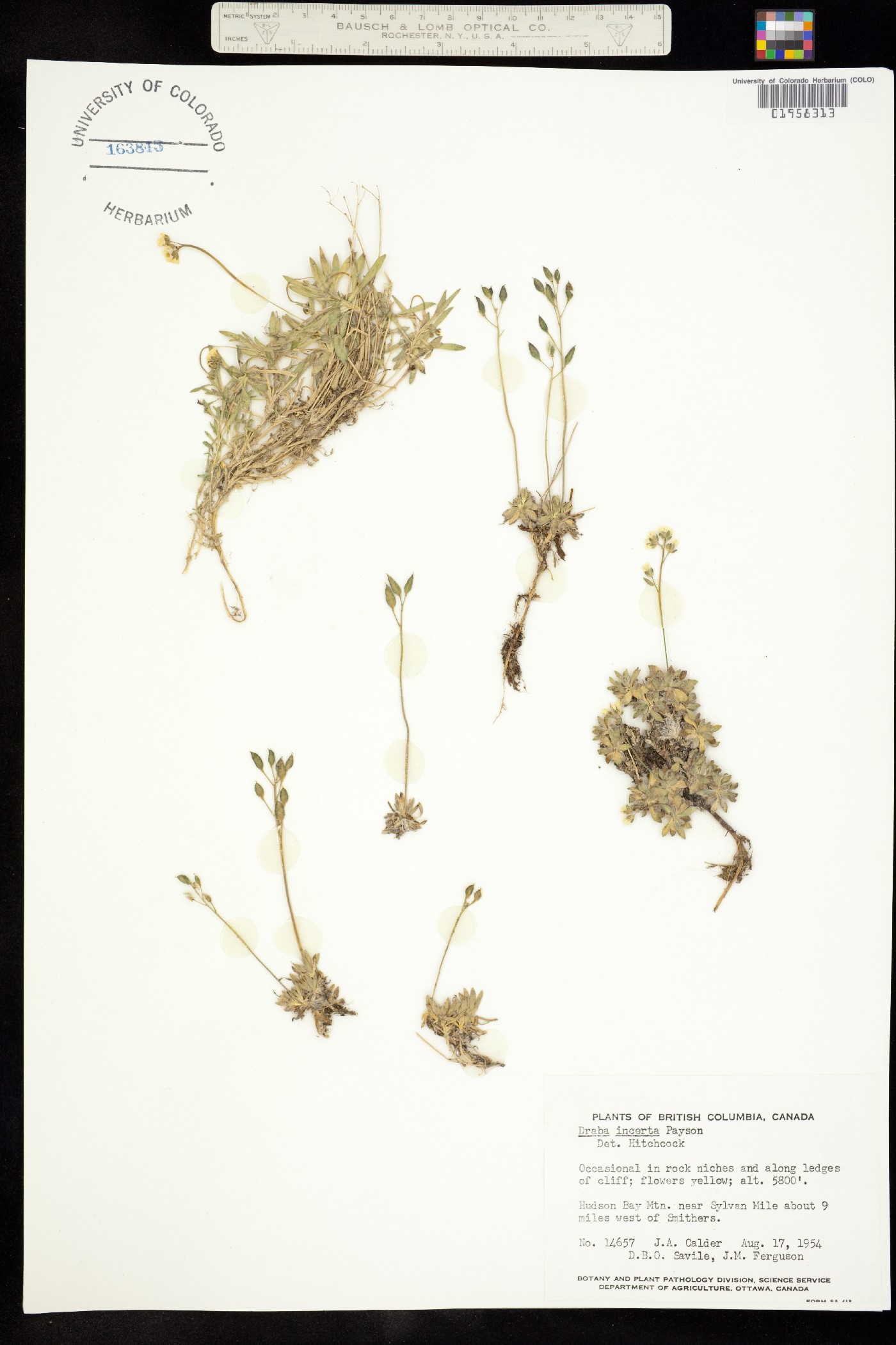 Draba incerta image