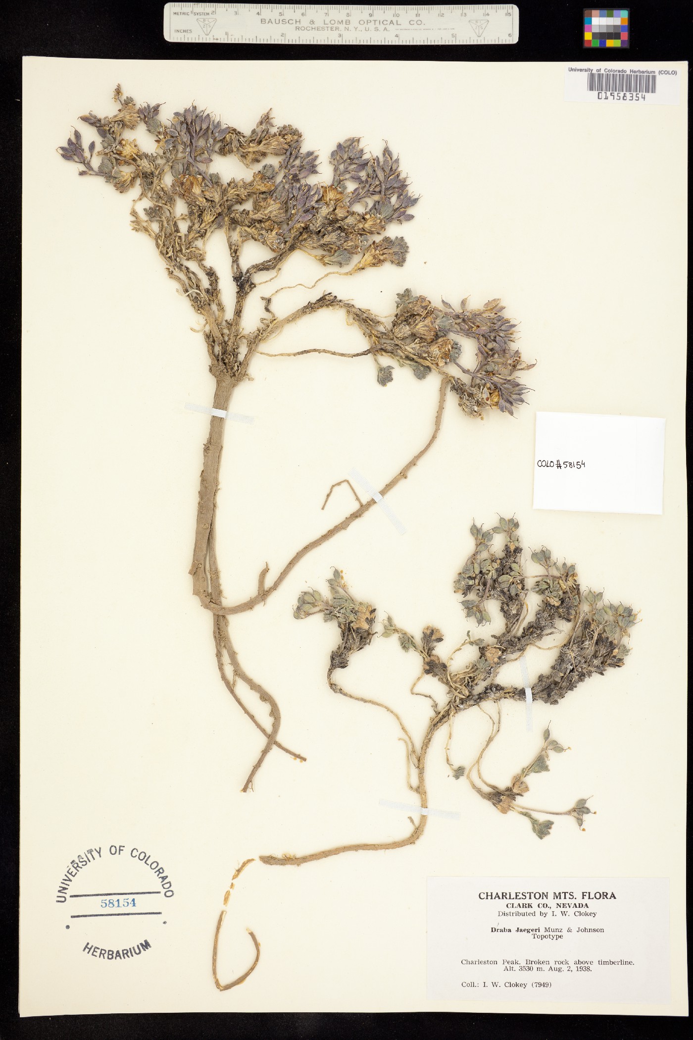 Draba jaegeri image