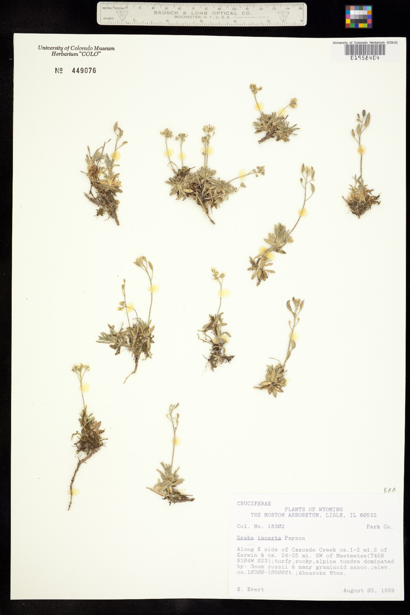 Draba incerta image