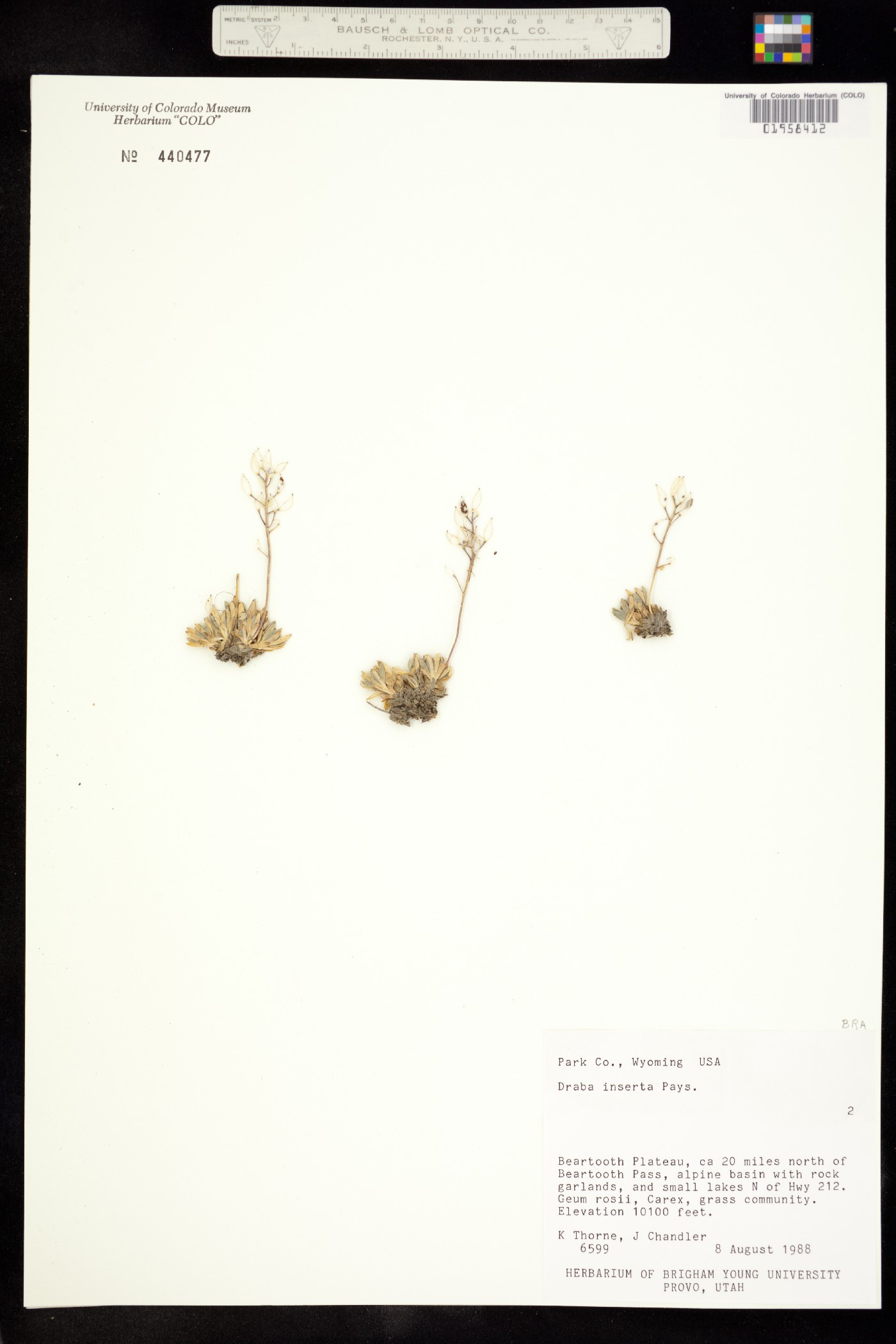 Draba incerta image