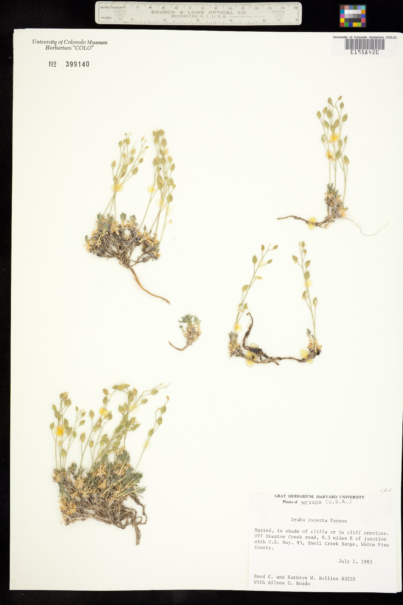 Draba incerta image
