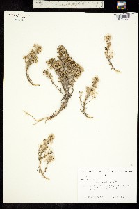 Draba jorullensis image