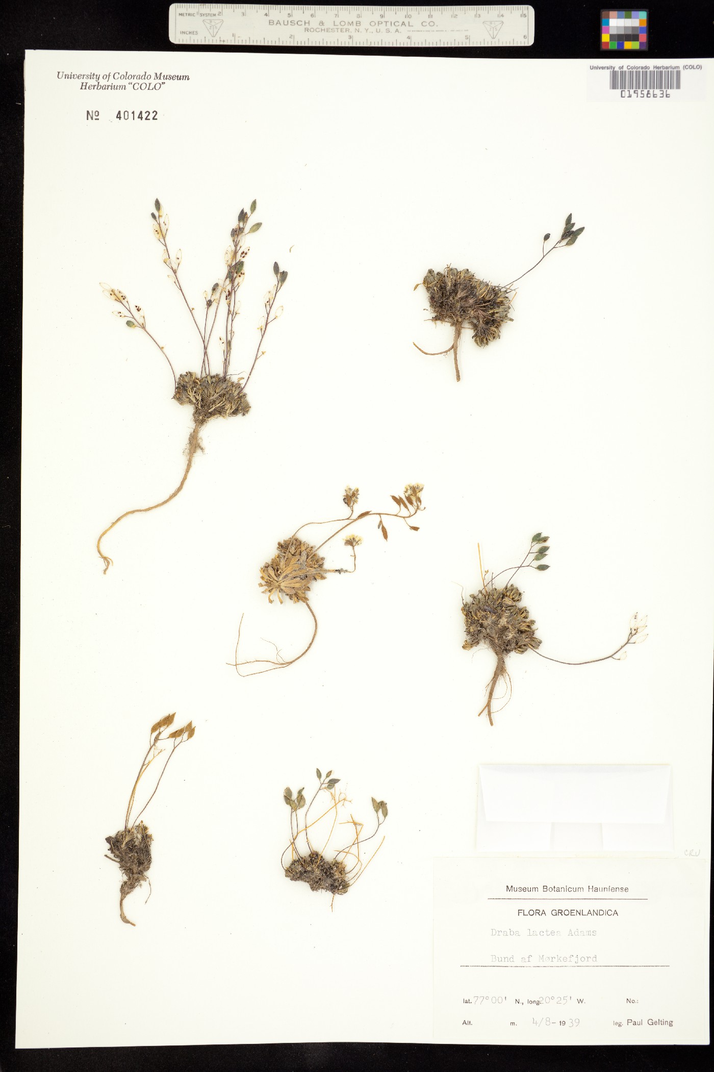 Draba lactea image