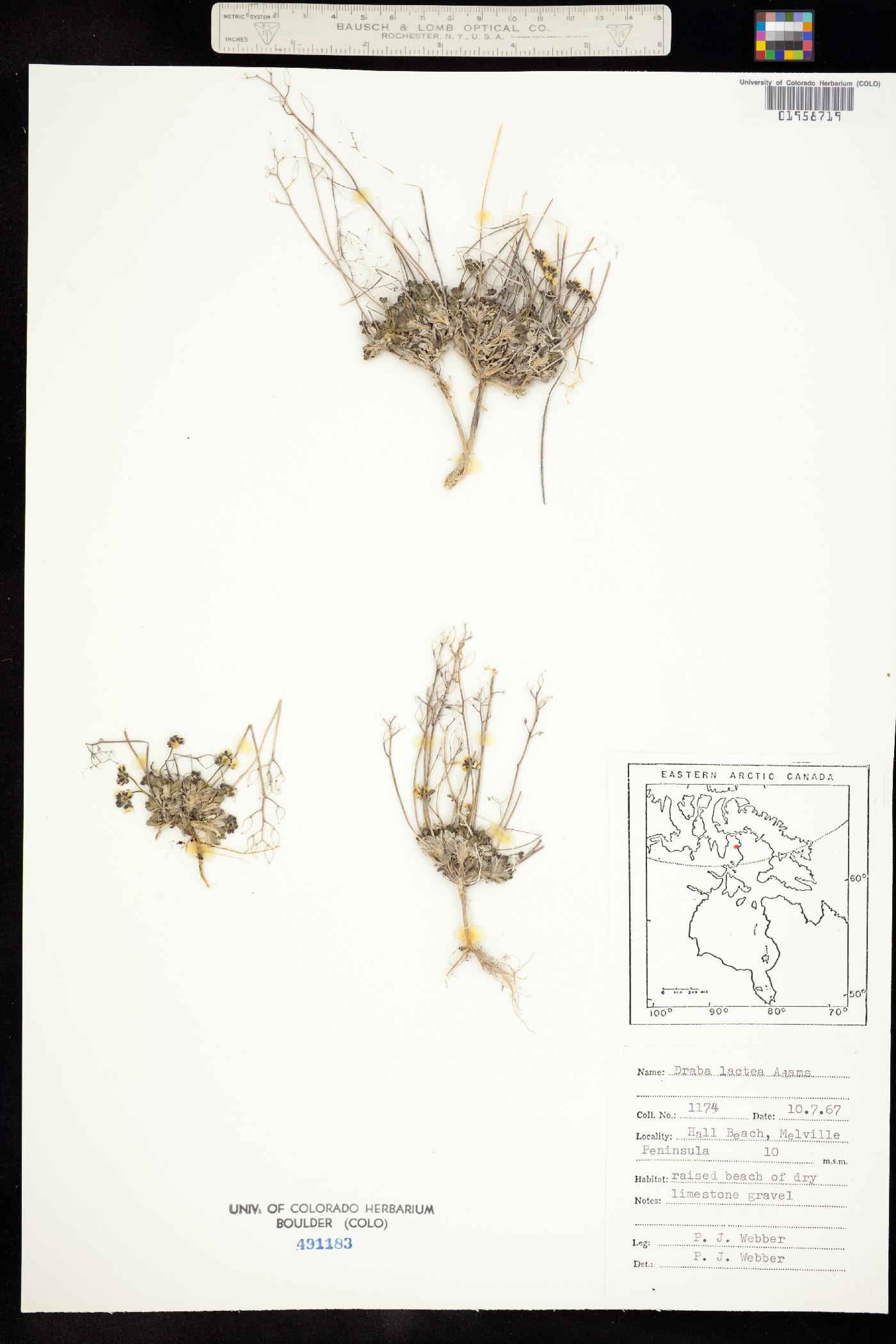 Draba lactea image