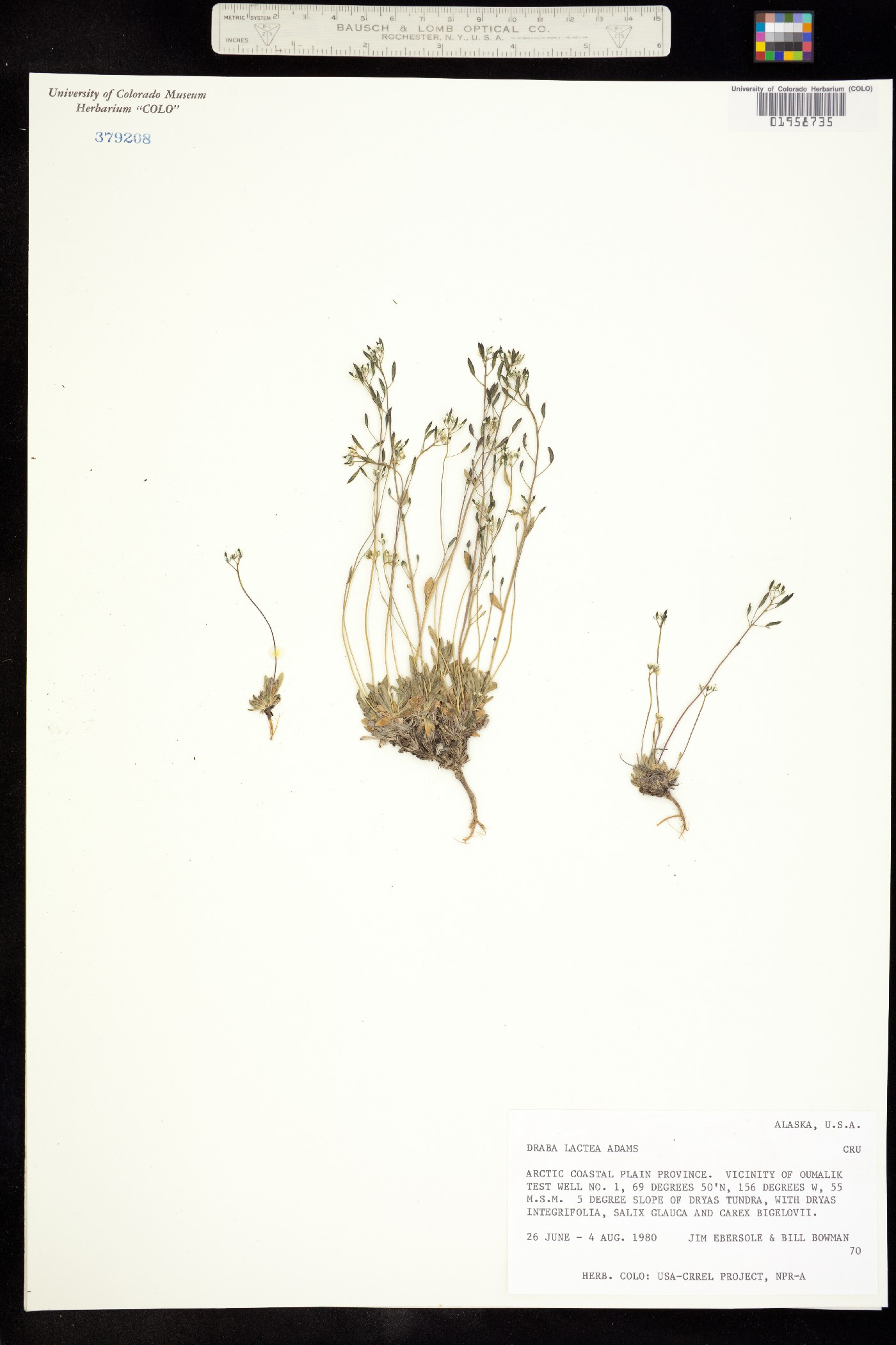 Draba lactea image