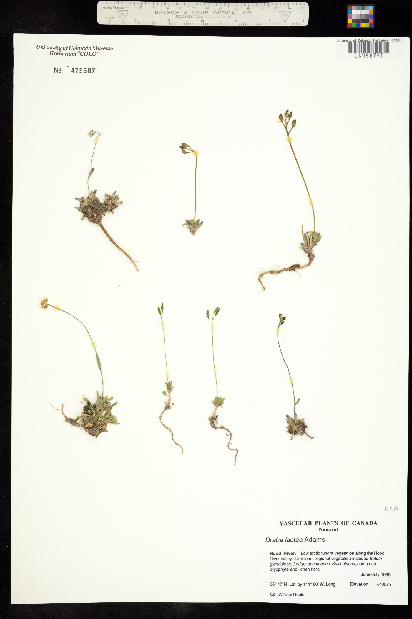 Draba lactea image