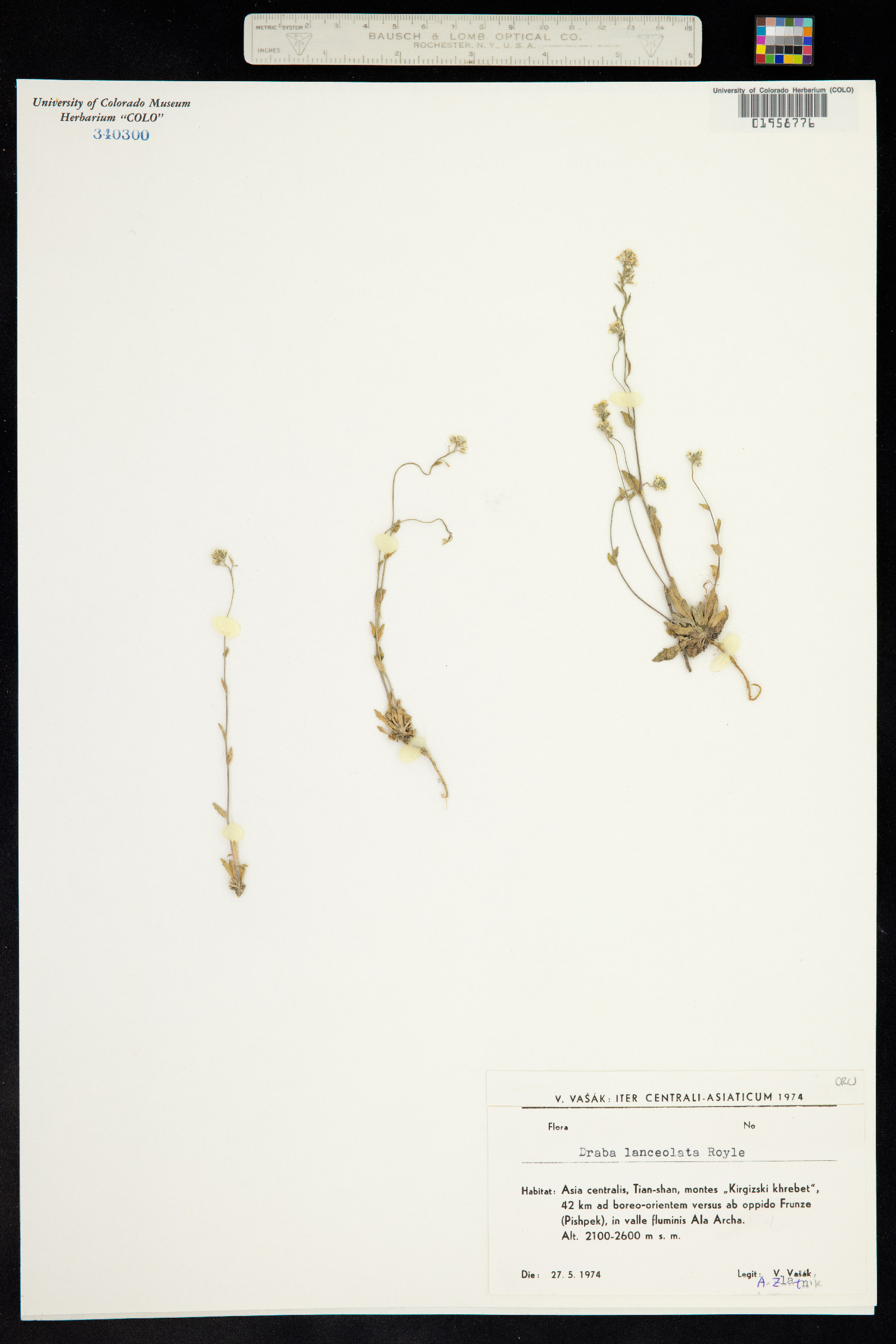 Draba lanceolata image