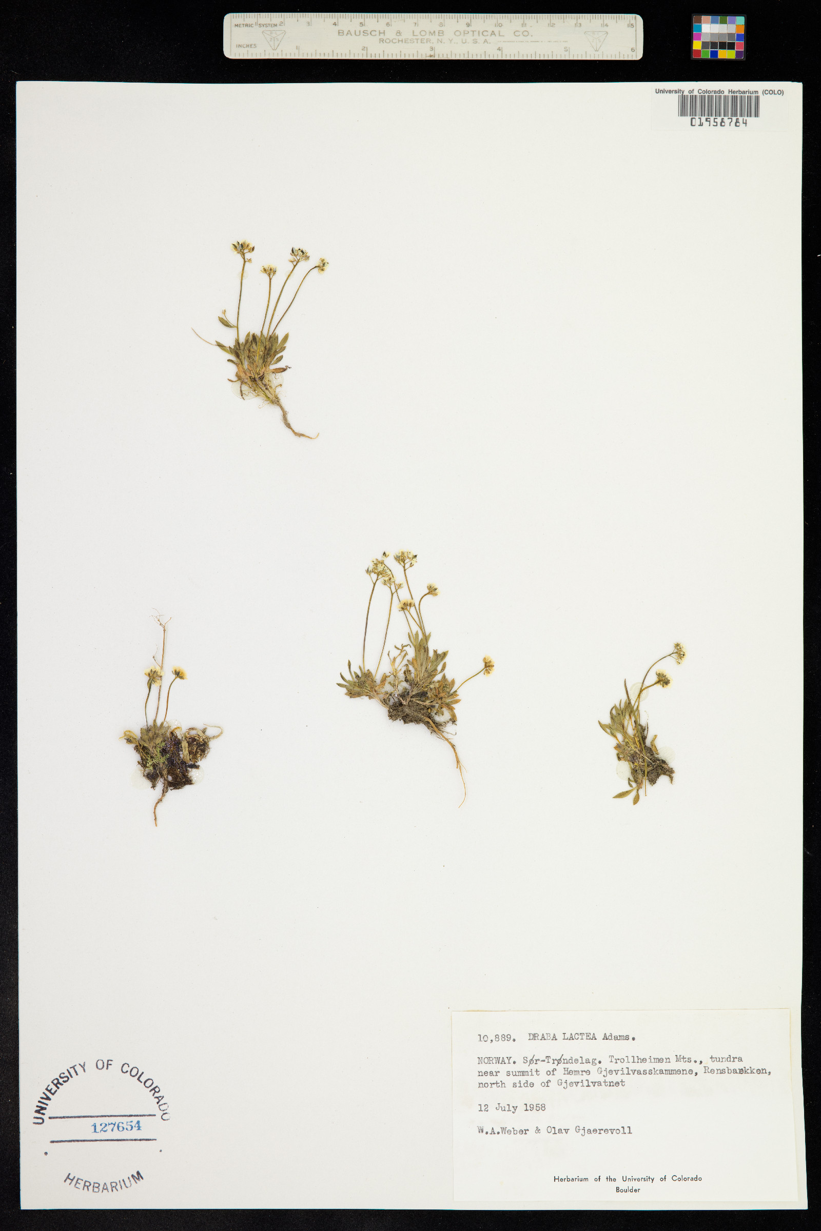 Draba lactea image