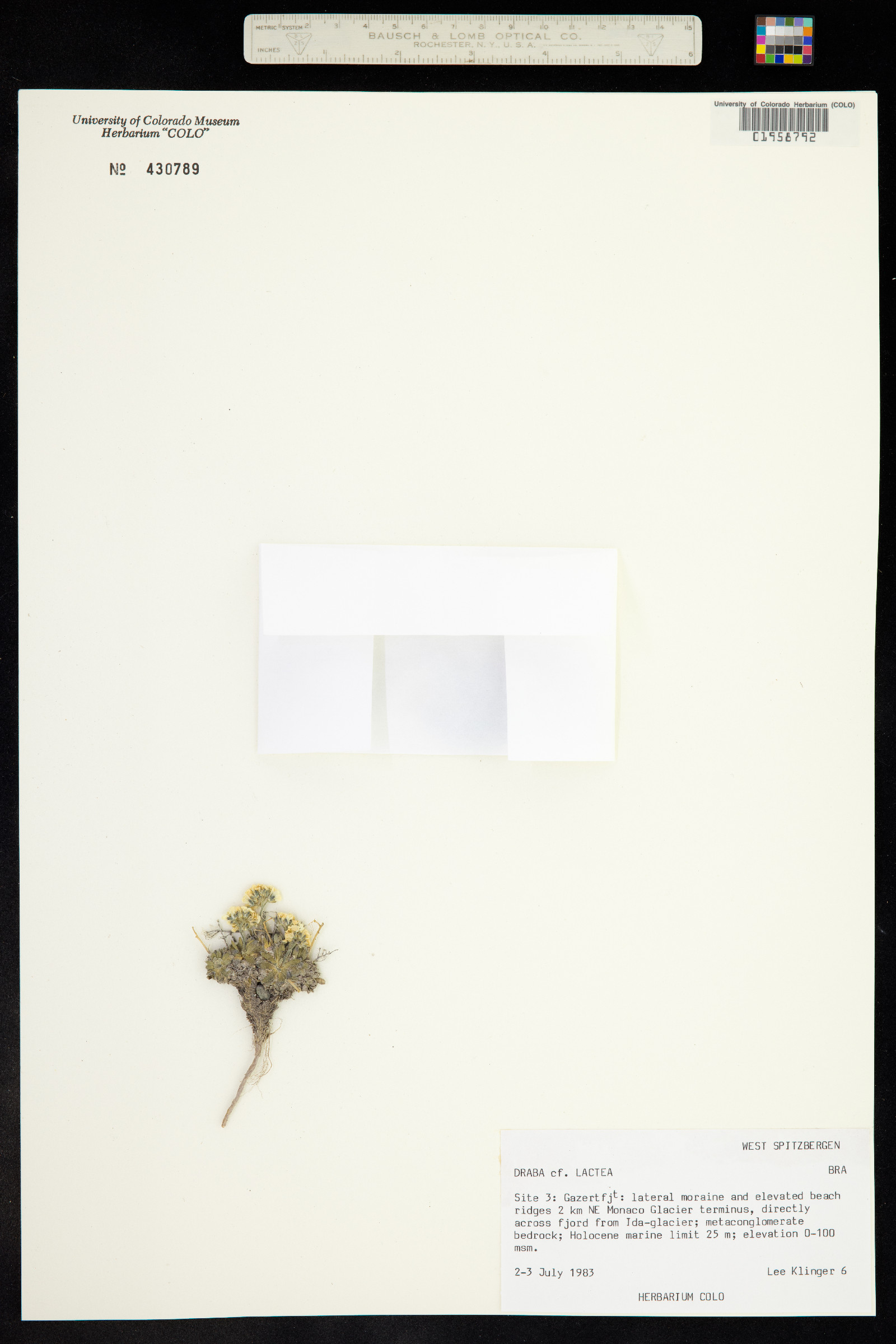 Draba lactea image