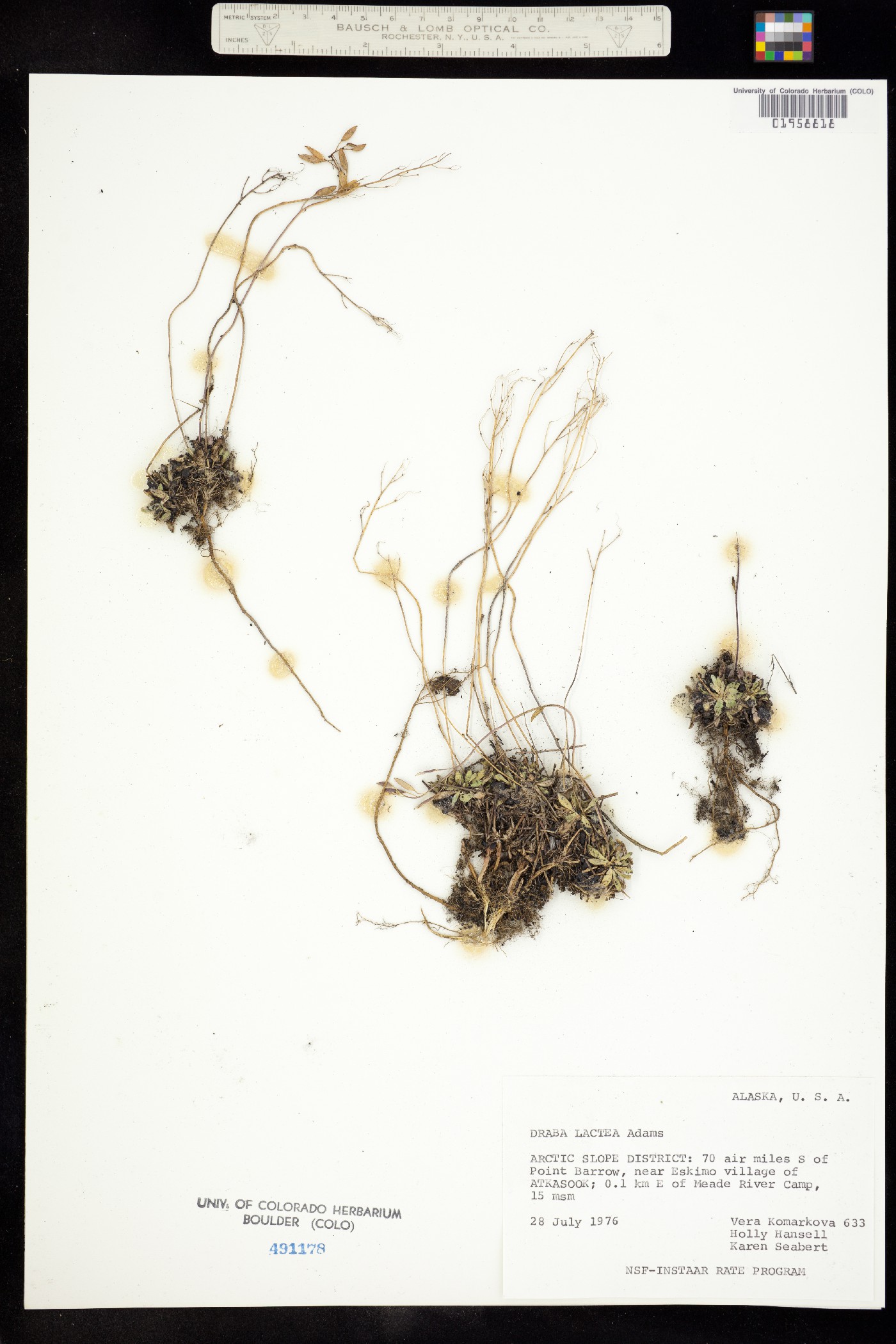 Draba lactea image