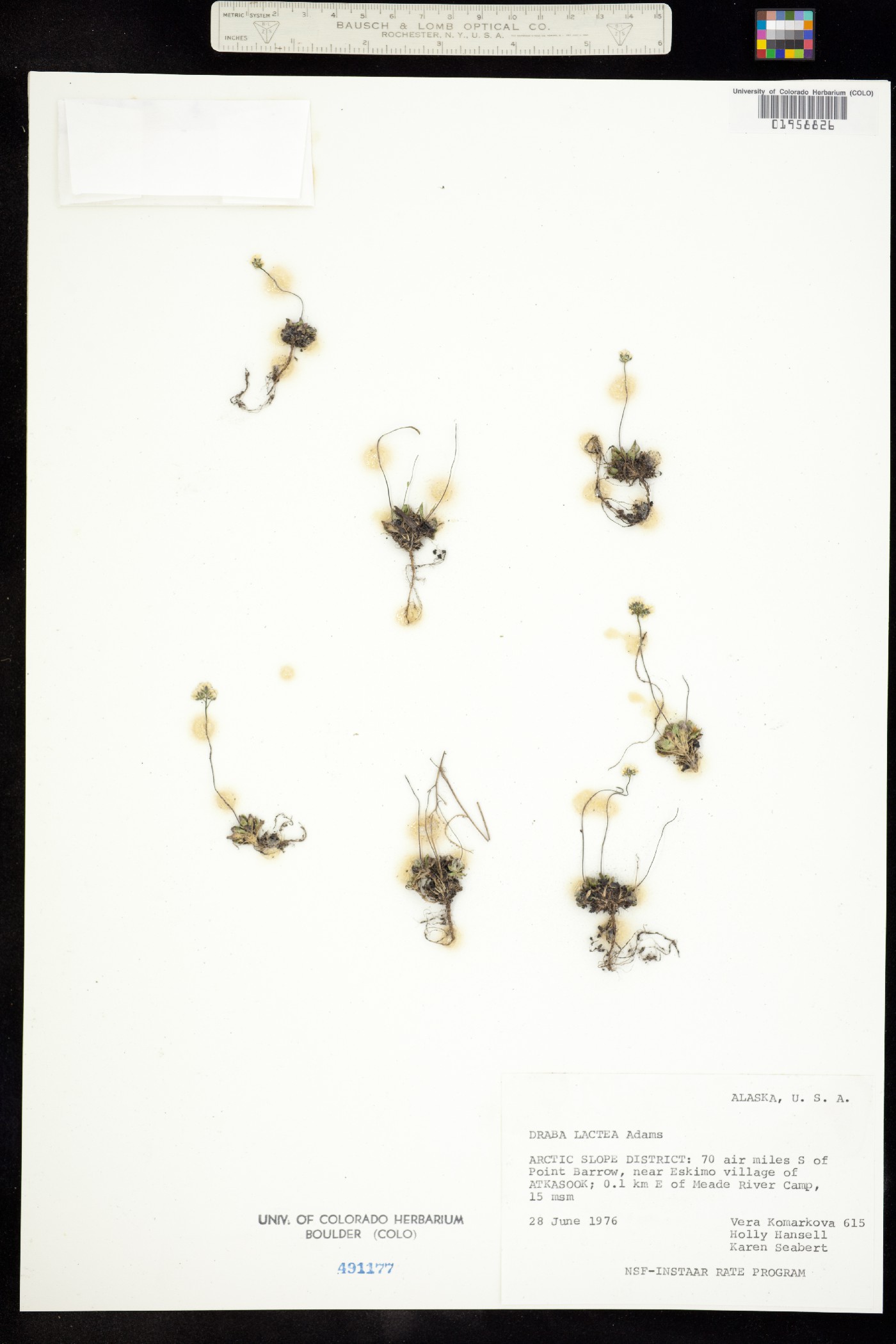 Draba lactea image