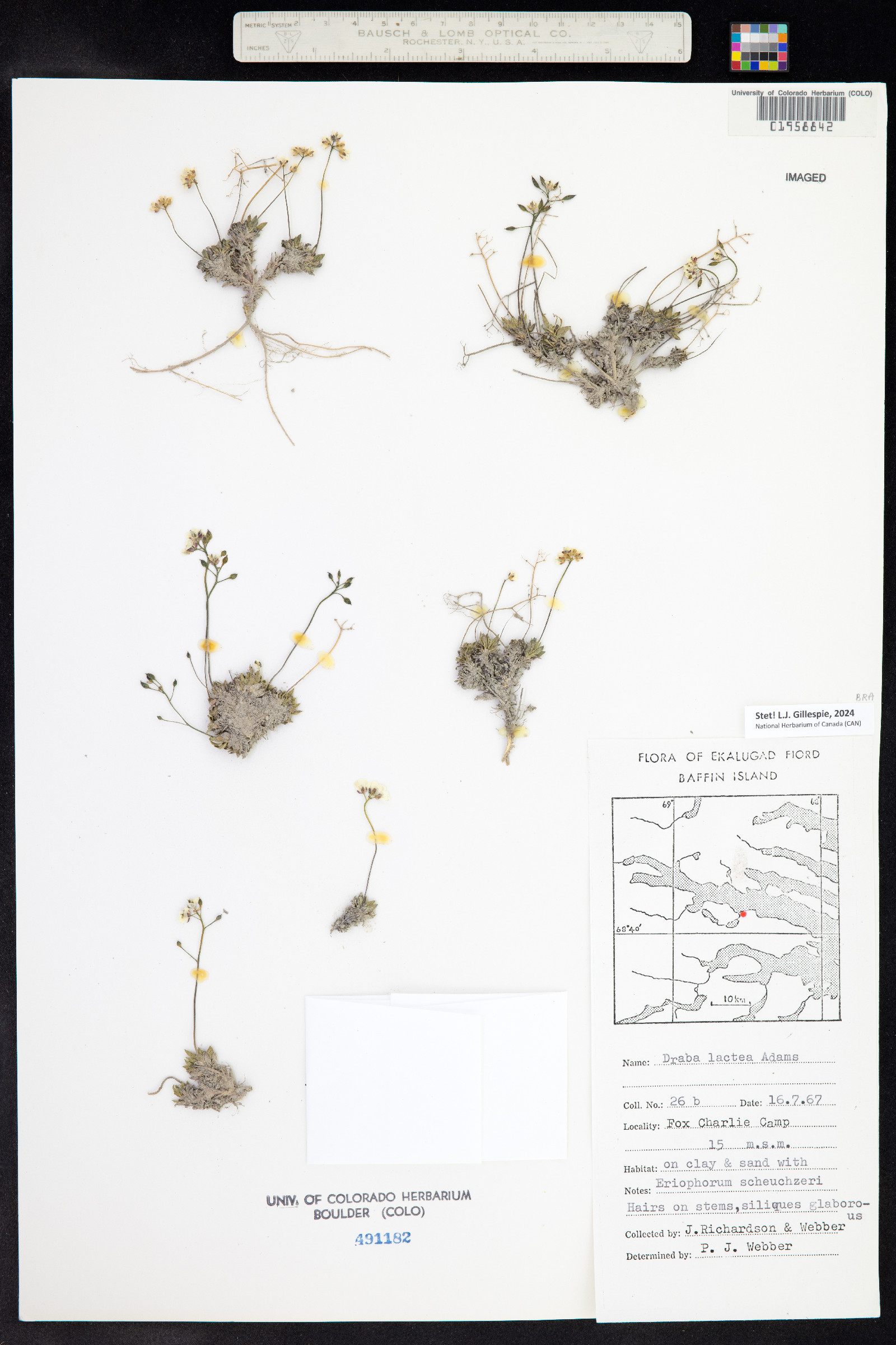 Draba lactea image