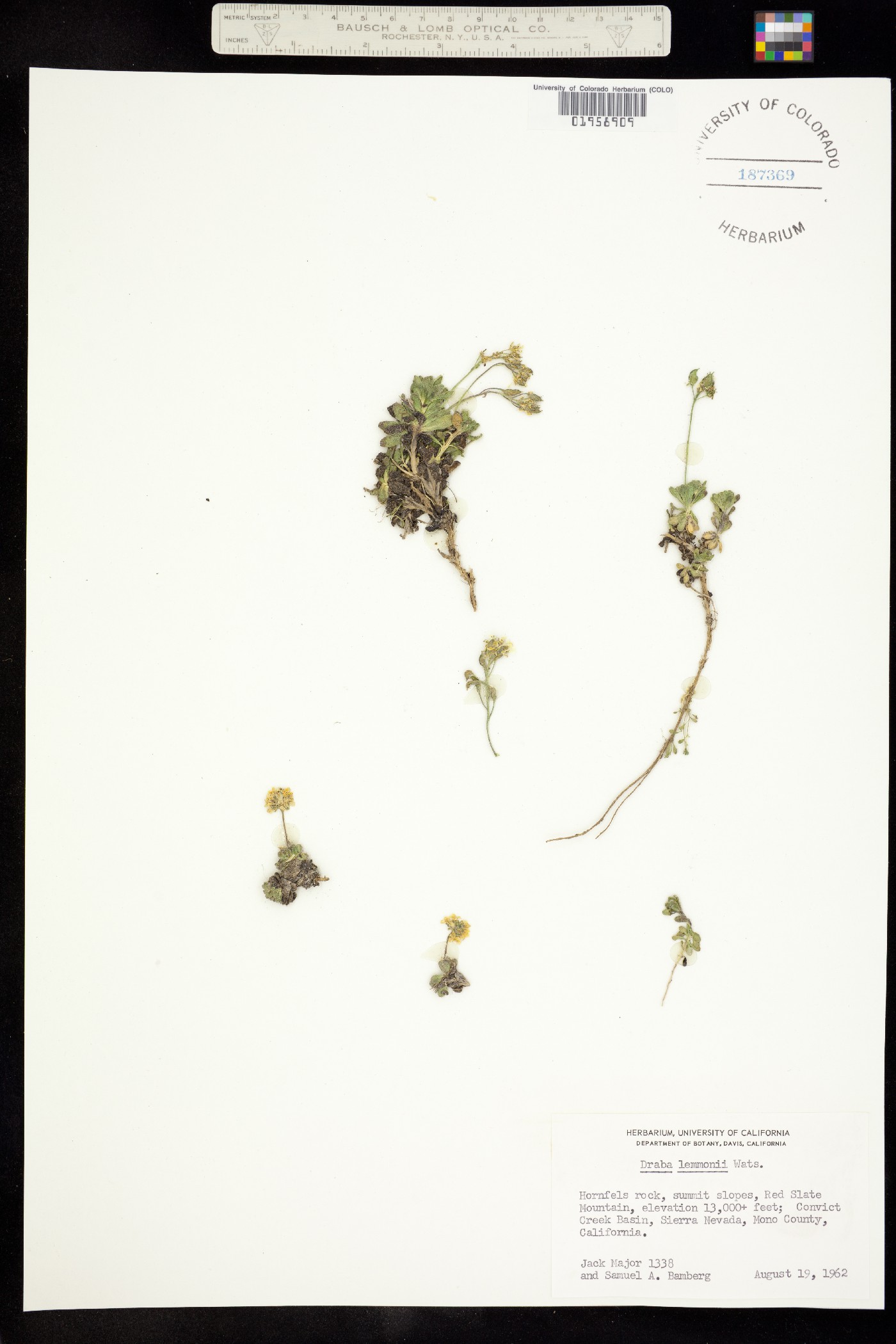 Draba lemmonii image