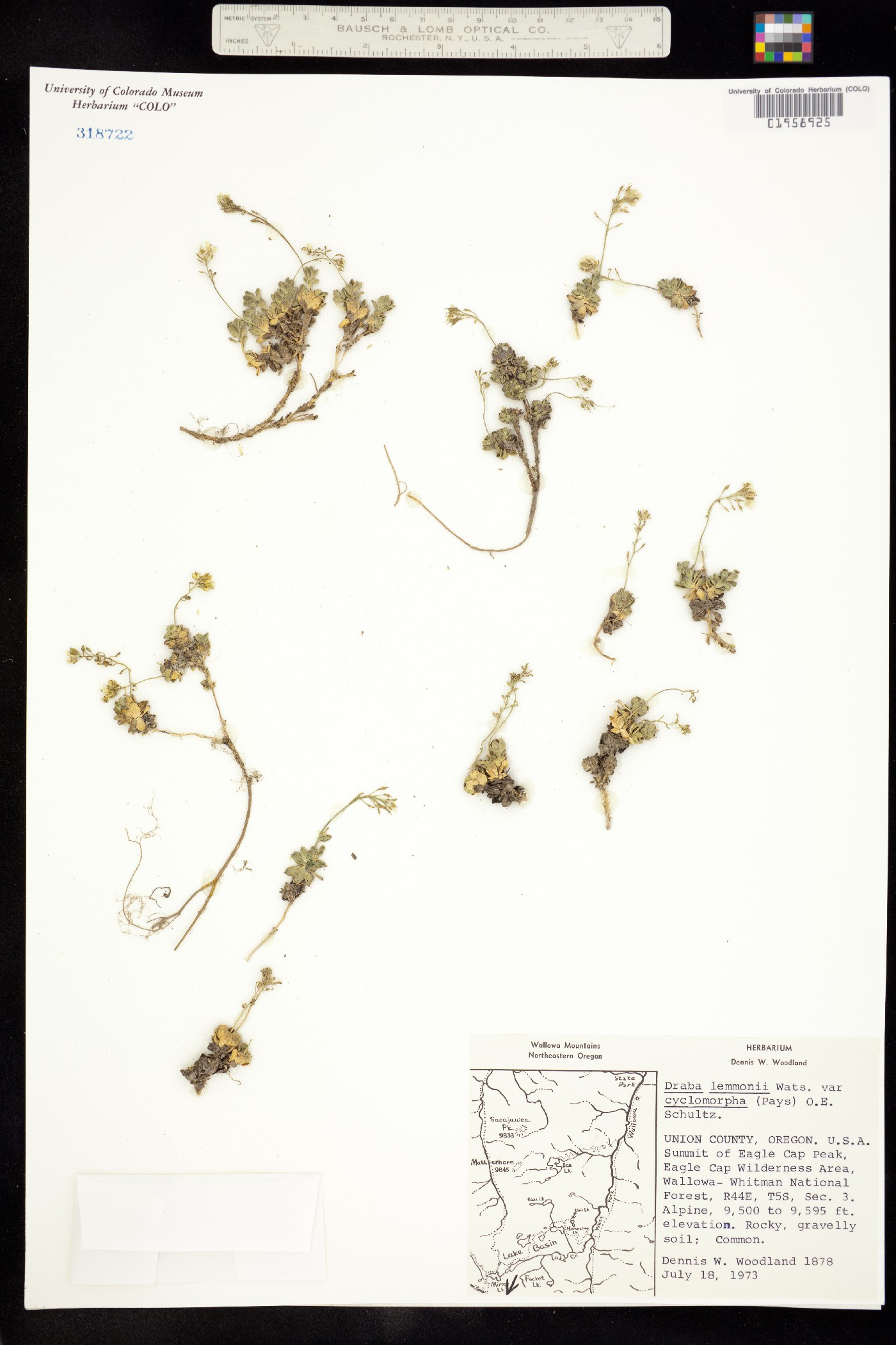 Draba lemmonii image