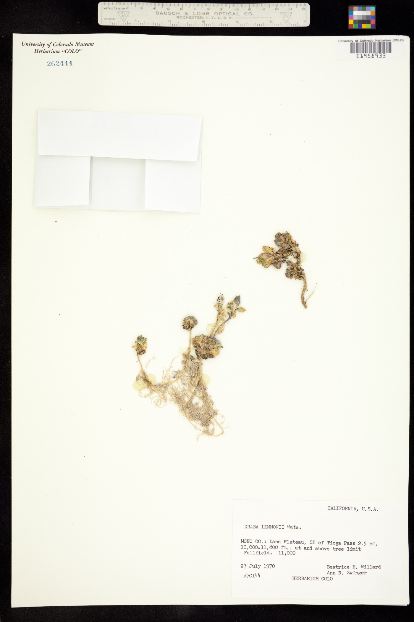 Draba lemmonii image