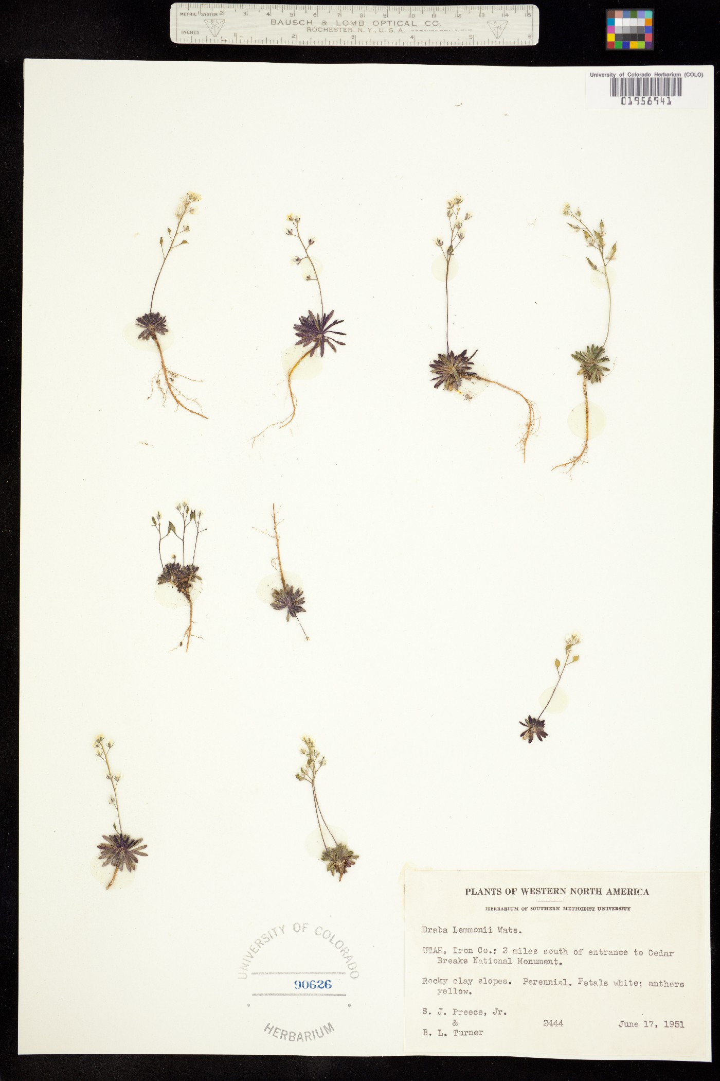 Draba lemmonii image