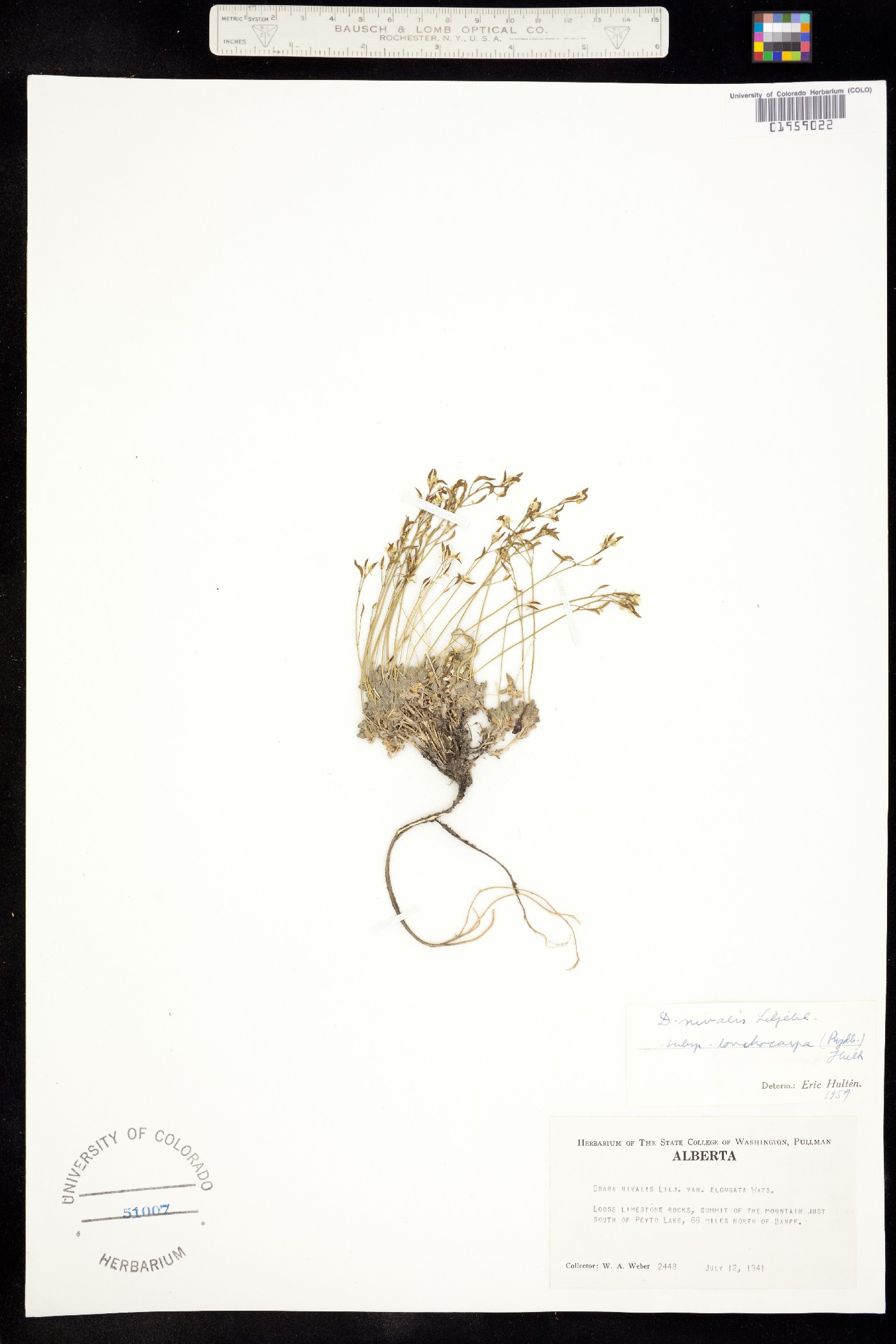 Draba lonchocarpa image