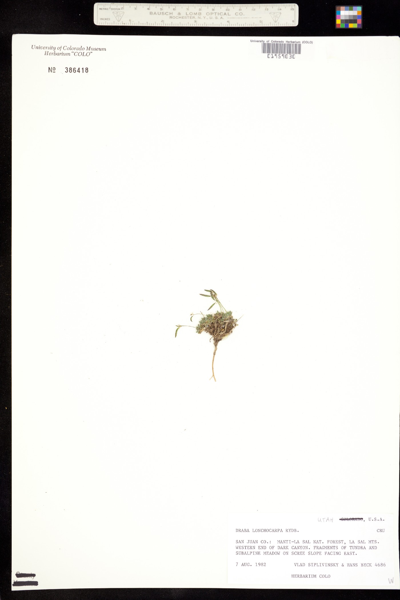 Draba lonchocarpa image