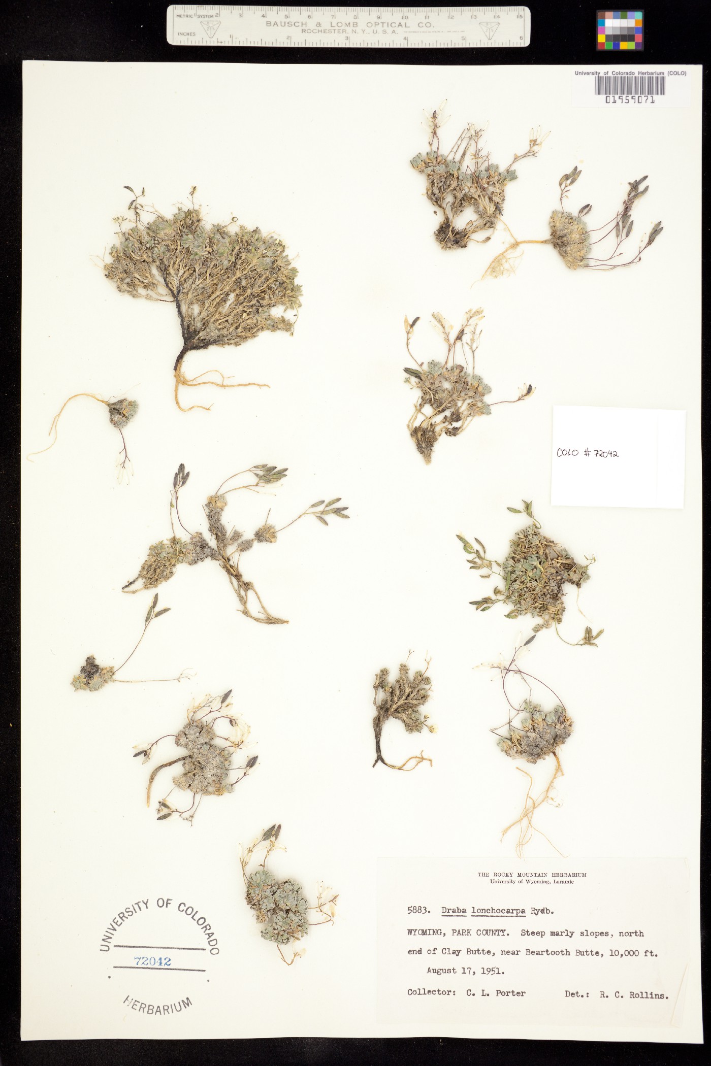 Draba lonchocarpa image