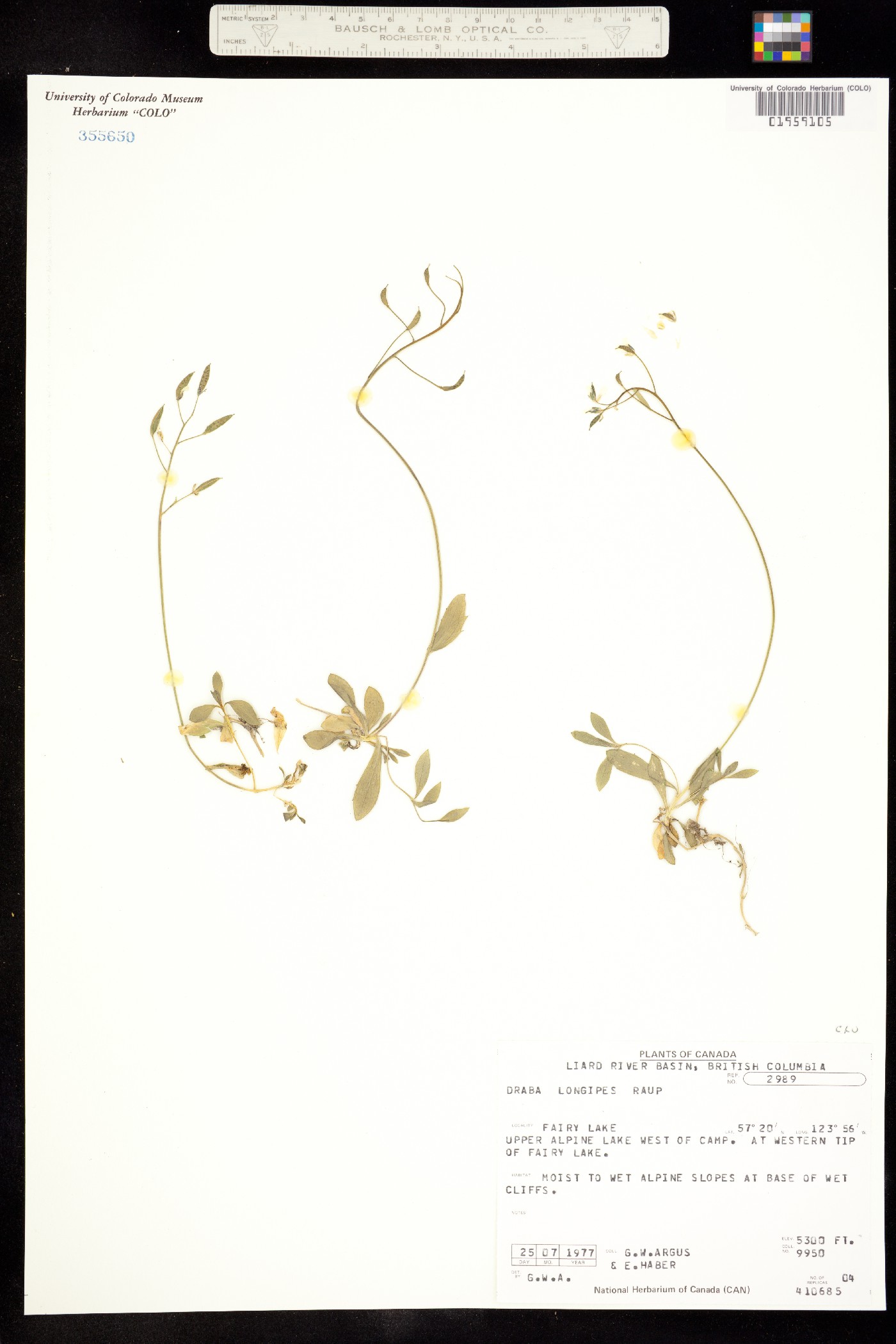 Draba juvenilis image