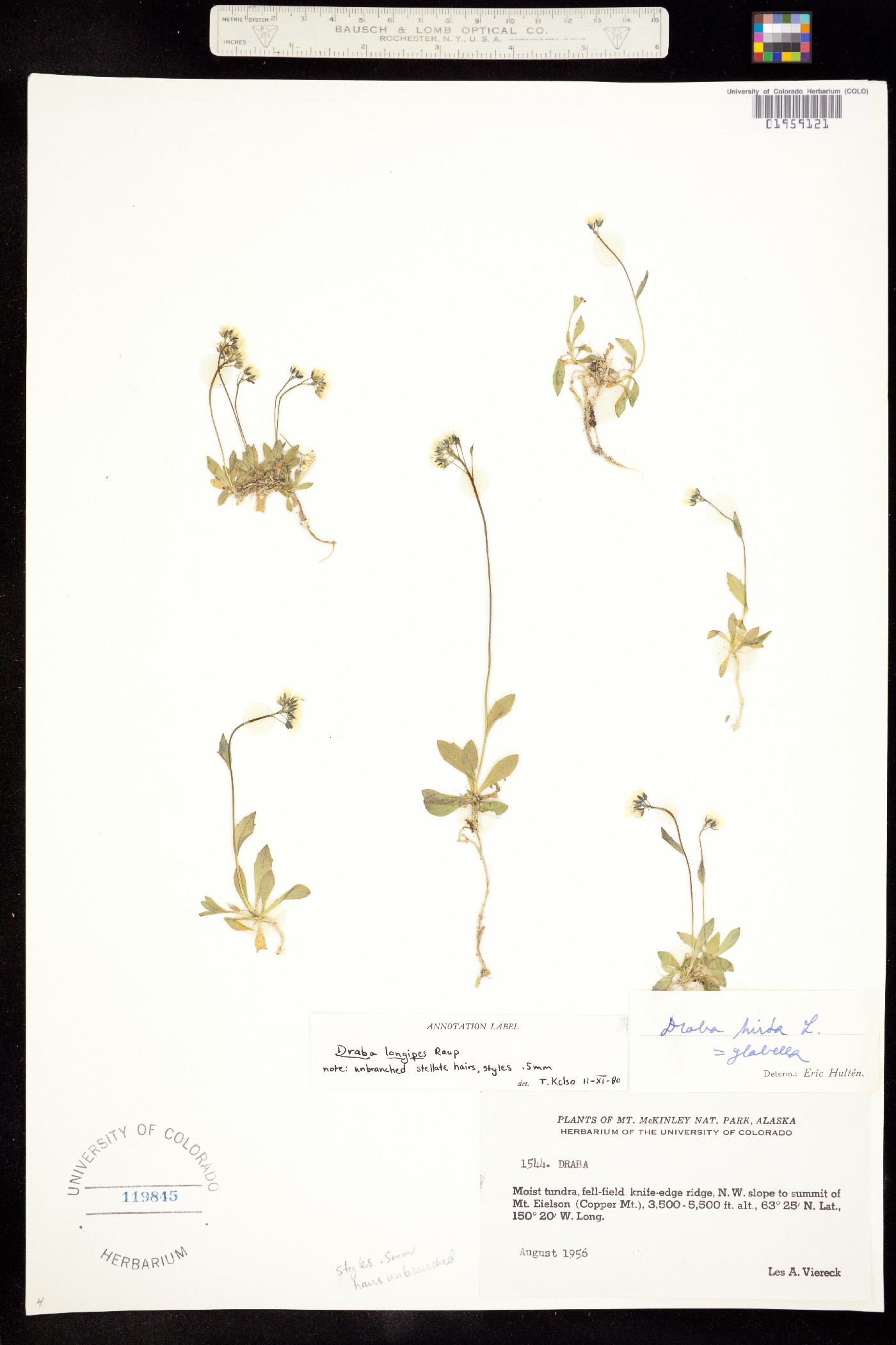 Draba juvenilis image