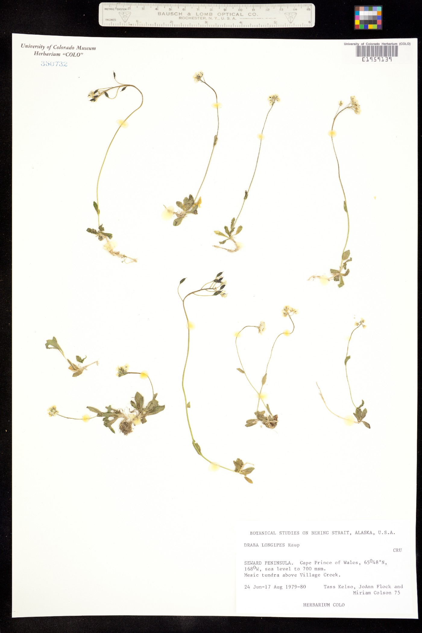 Draba juvenilis image