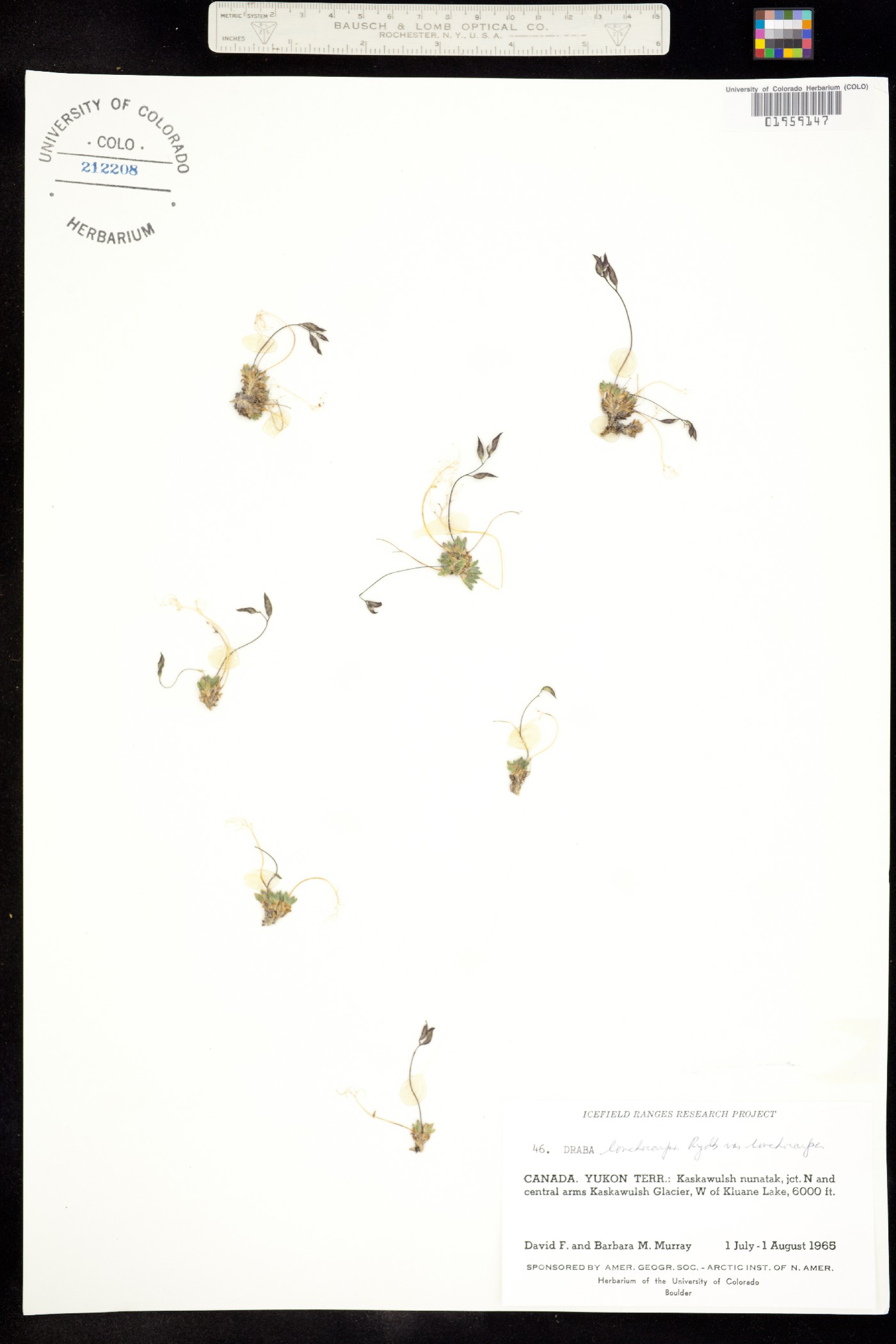 Draba lonchocarpa image