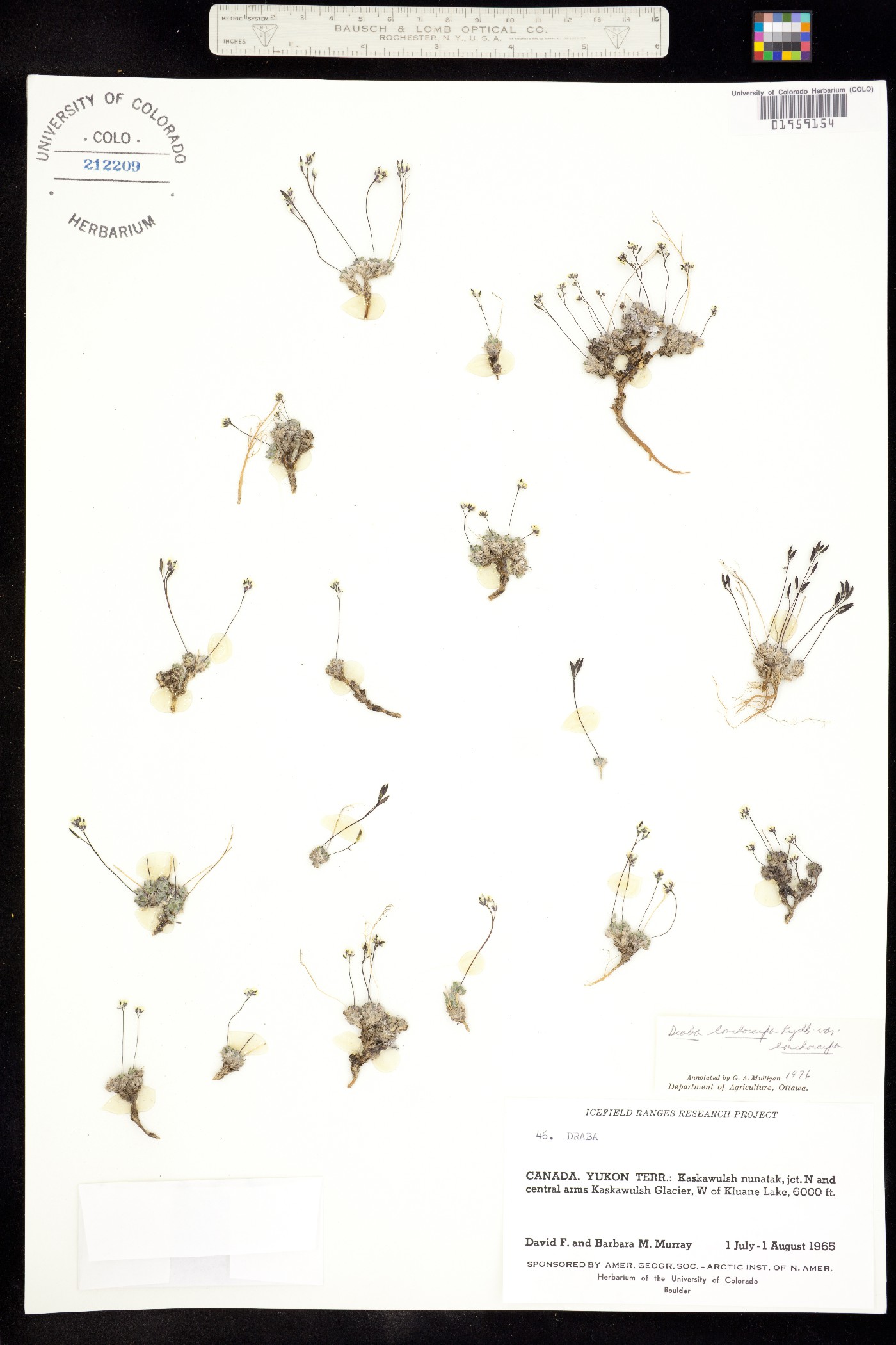 Draba lonchocarpa image