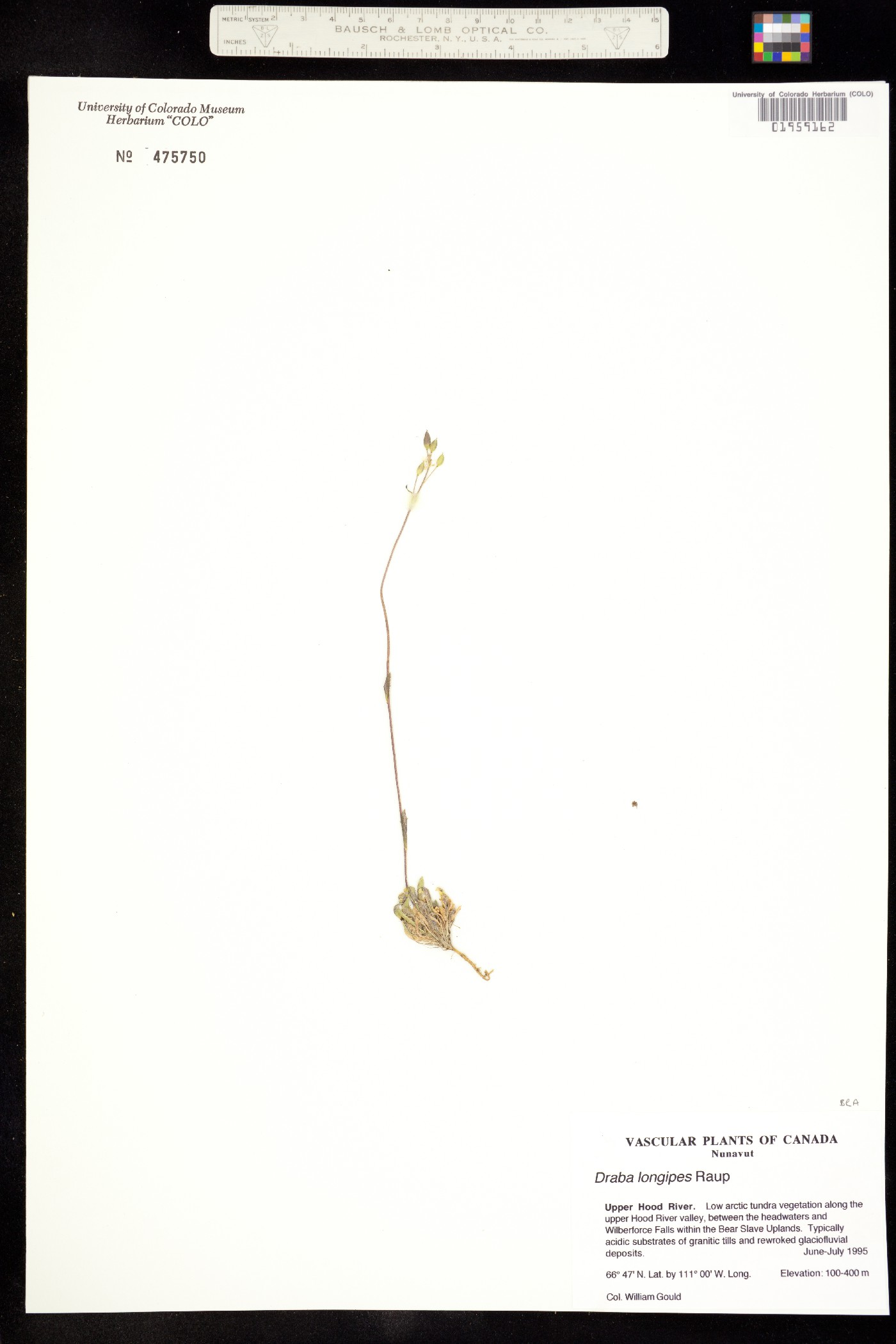 Draba juvenilis image