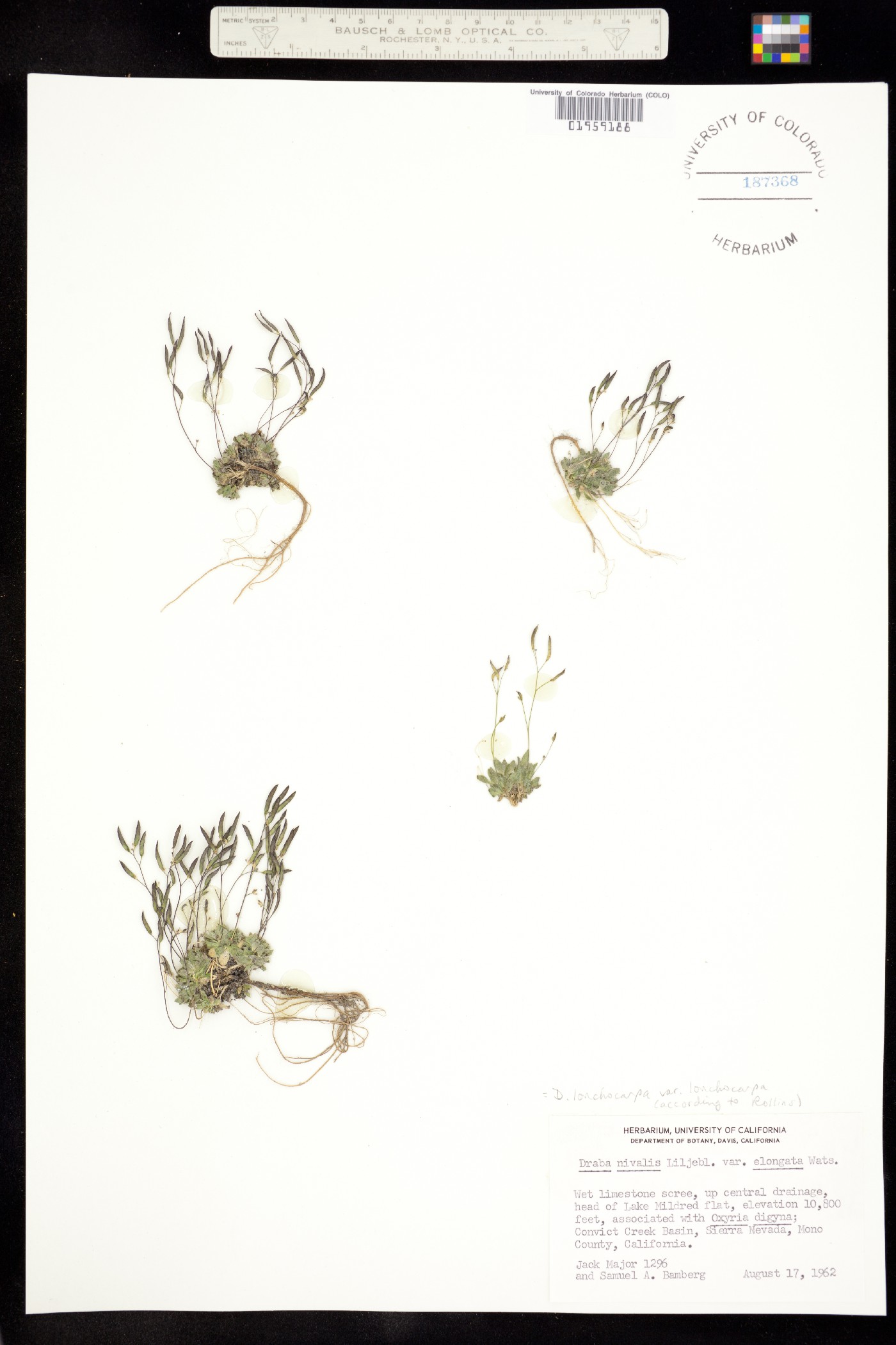 Draba lonchocarpa image