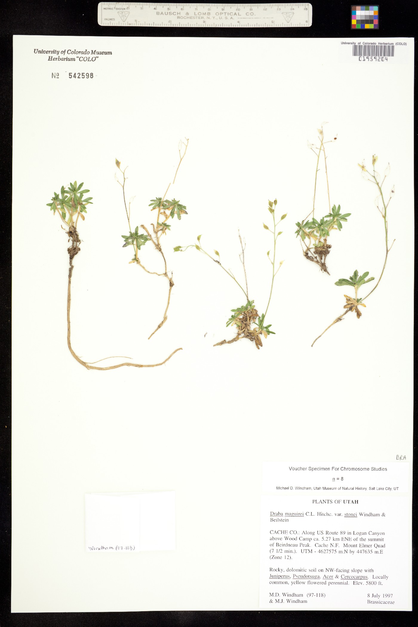 Draba maguirei image