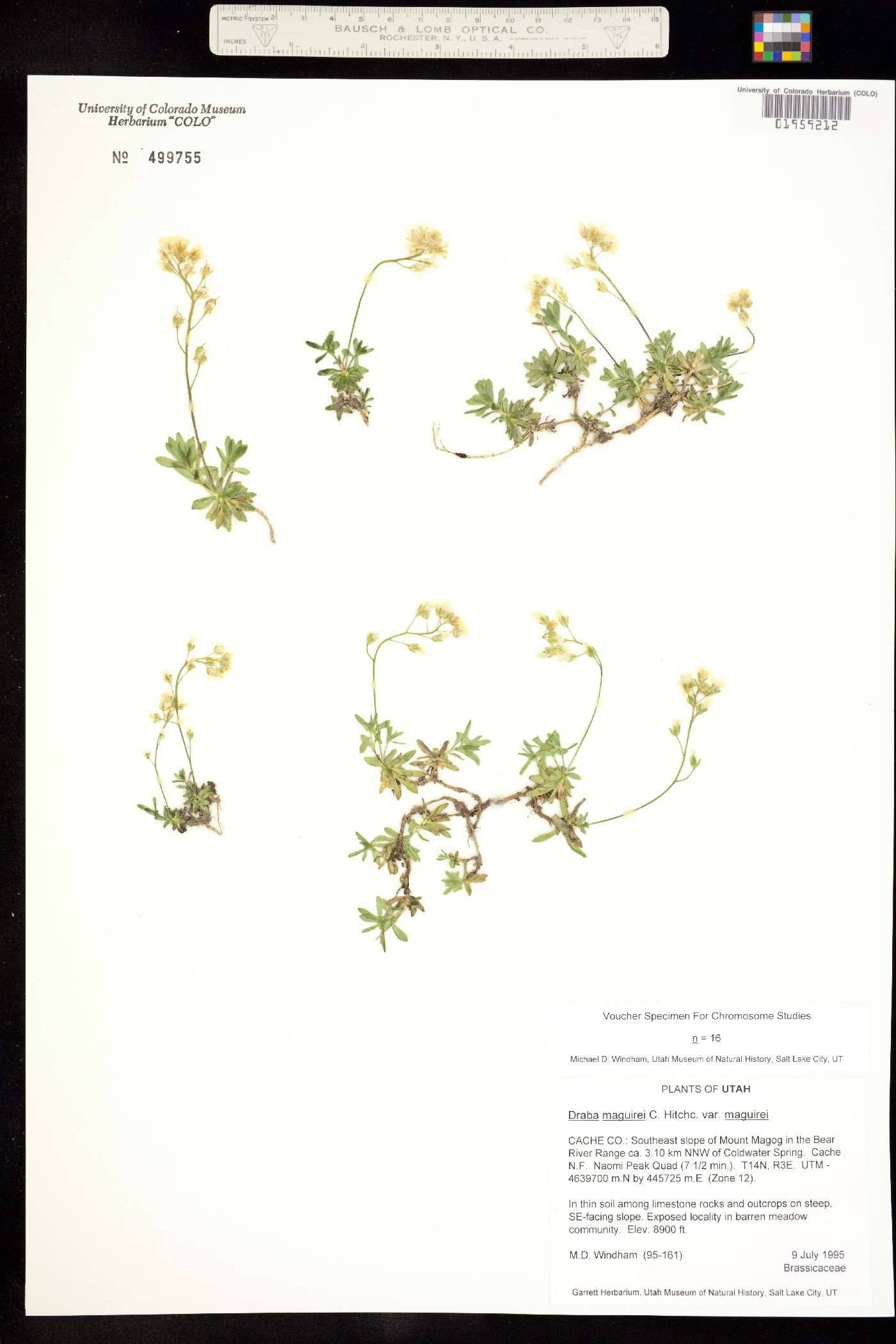 Draba maguirei image