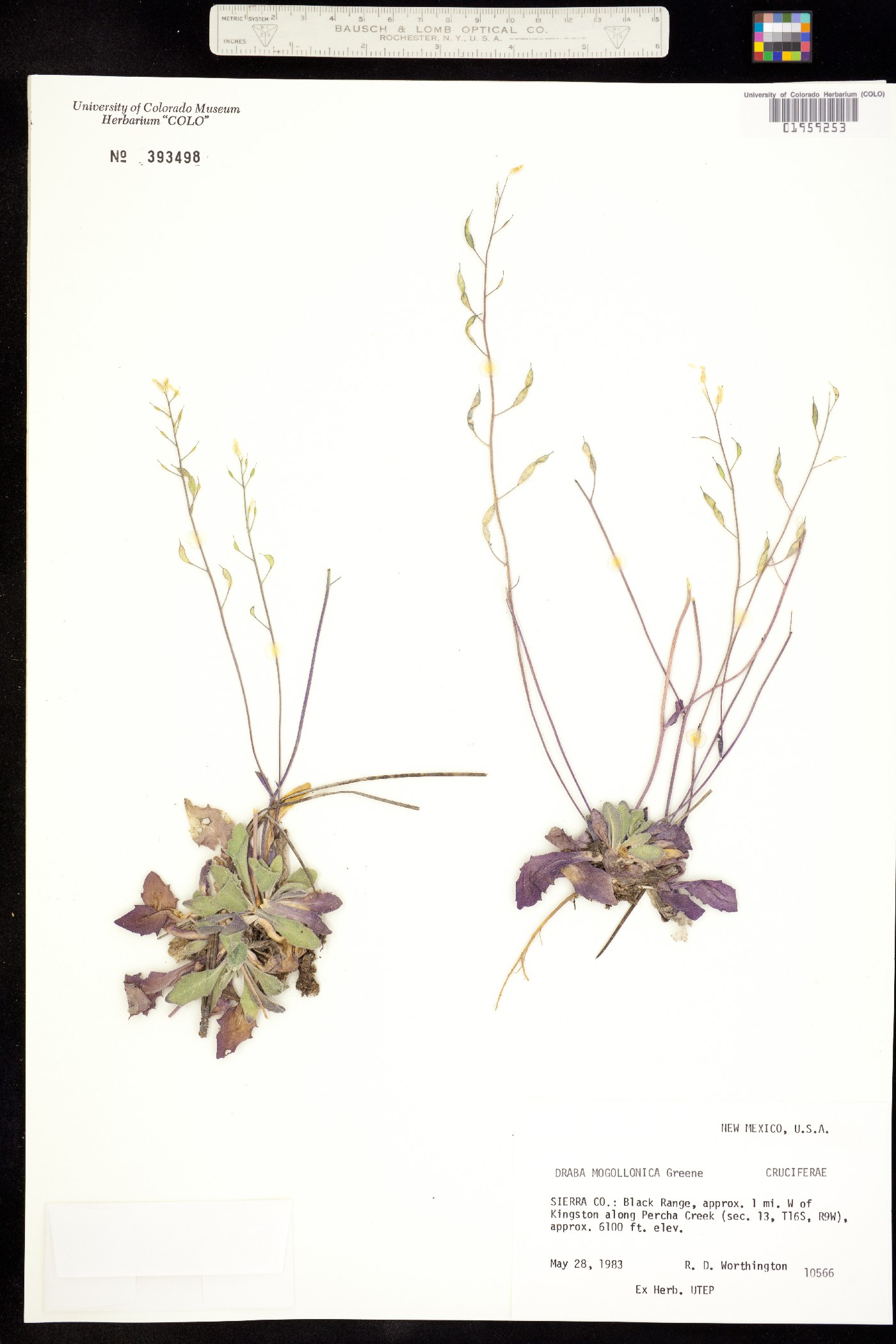 Draba mogollonica image